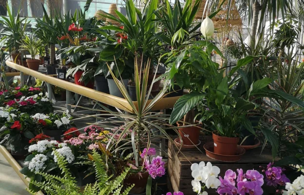 plantes d'intérieur à Azay-Le-Brûlé près de Saint-Maixent-l'Ecole dans les Deux-Sèvres 79
