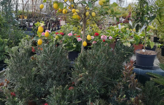 plantes extérieures à Azay-Le-Brûlé près de Saint-Maixent-l'Ecole dans les Deux-Sèvres 79
