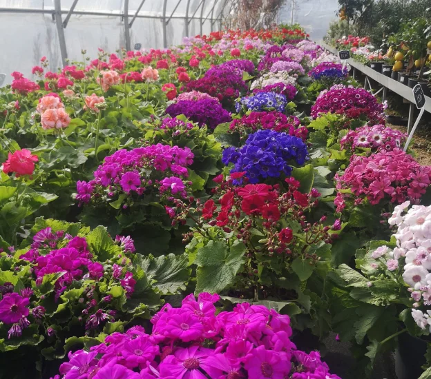 jardinerie à Azay-le-Brûlé près de Saint-Maixent-L'Ecole dans les Deux-Sèvres 79