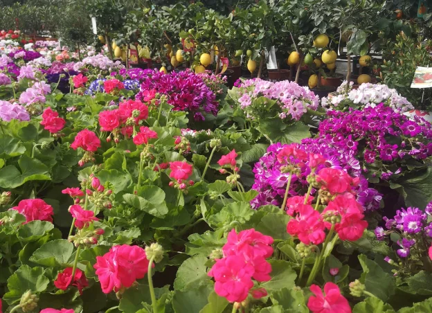 plantes toutes saisons à Azay-le-Brûlé près de Saint-Maixent-L'Ecole dans les Deux-Sèvres 79