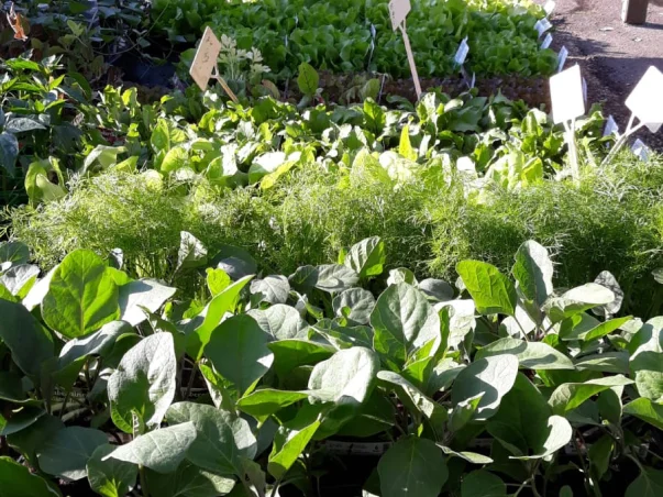 cultivation de plantes à Azay-le-Brûlé près de Saint-Maixent-L'Ecole dans les Deux-Sèvres 79