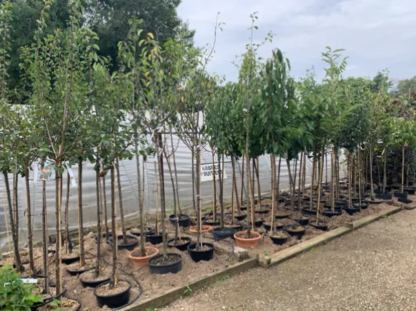 fleurs à Azay-le-Brûlé près de Saint-Maixent-L'Ecole dans les Deux-Sèvres 79