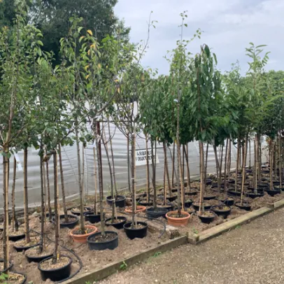 jardin zen à Azay-le-Brûlé près de Saint-Maixent-L'Ecole dans les Deux-Sèvres 79