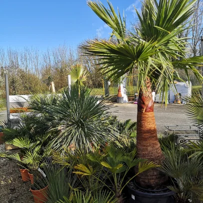 olivier autour d'une piscine à Azay-le-Brûlé près de Saint-Maixent-L'Ecole dans les Deux-Sèvres 79