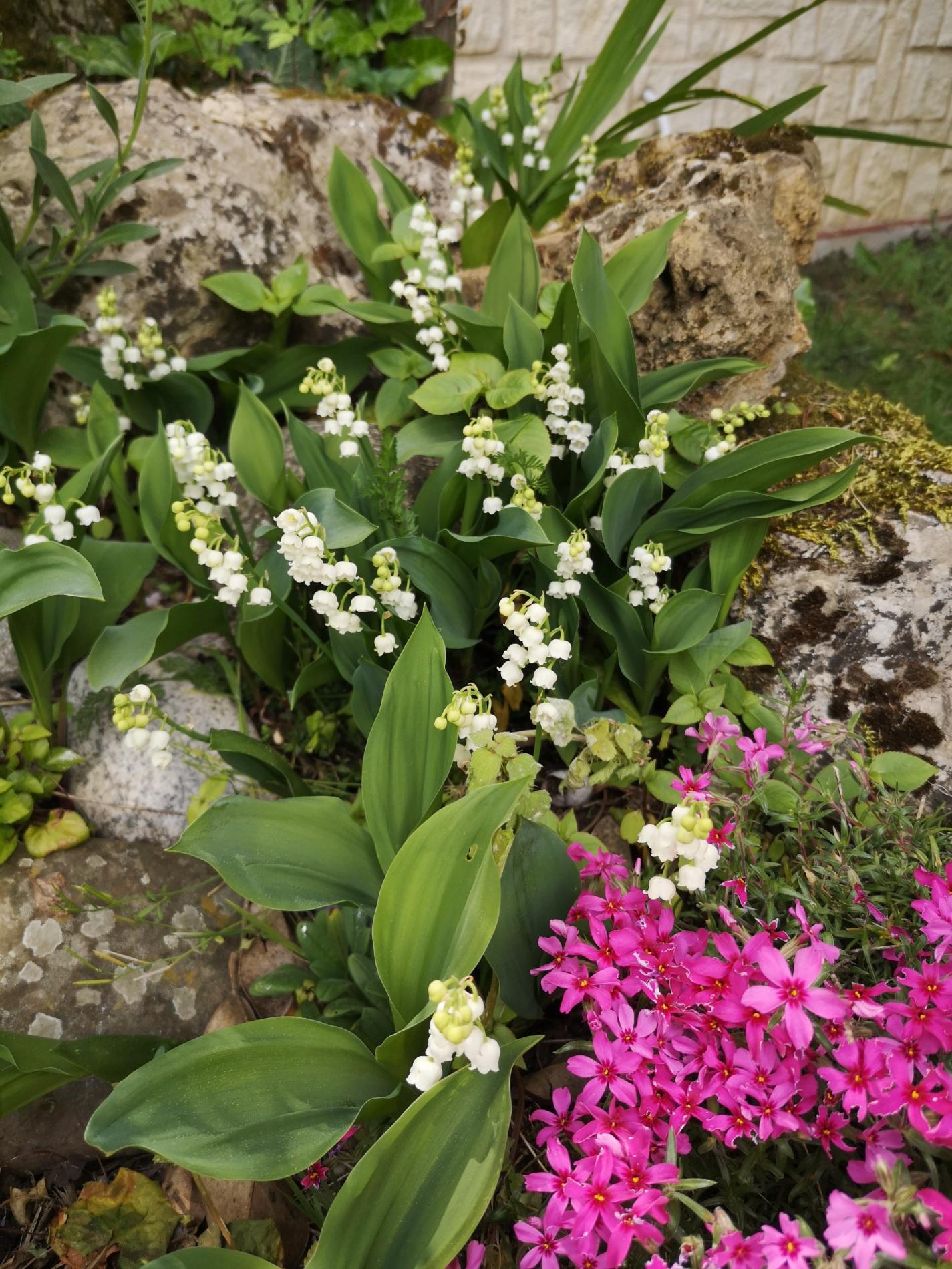 🌼 Jours f&eacute;ri&eacute;s - mai 2026