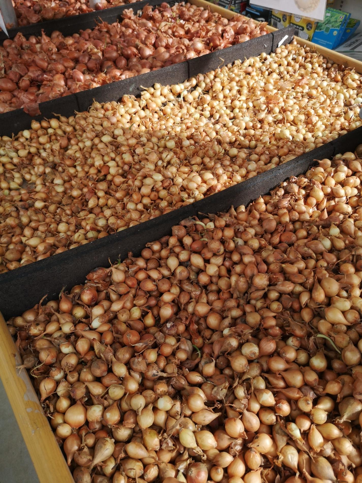 🧄 Semences & bulbes potagers