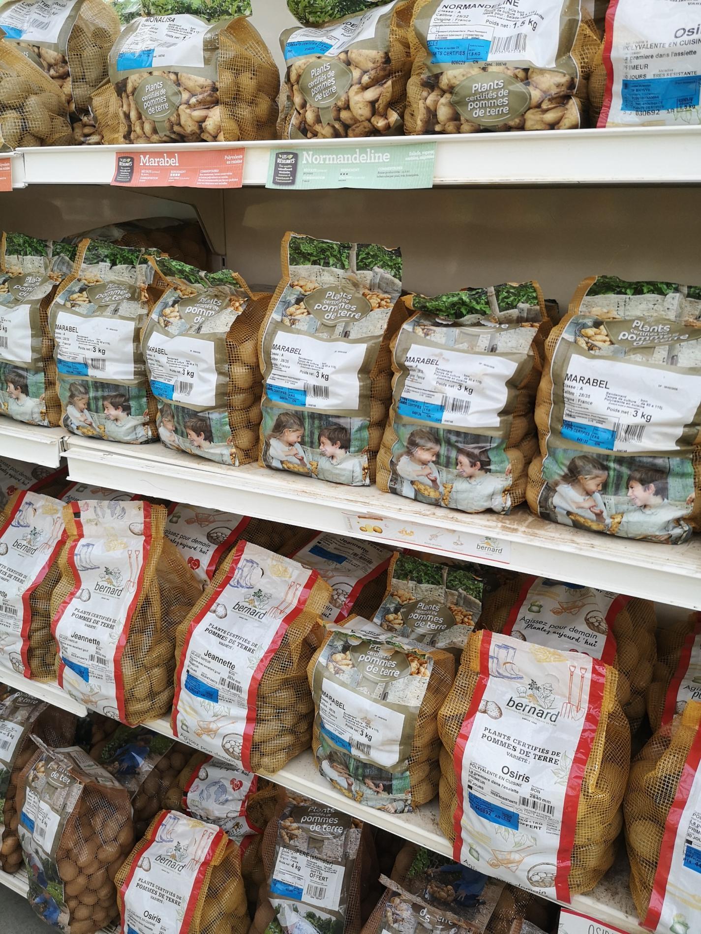 🧄 Semences & bulbes potagers