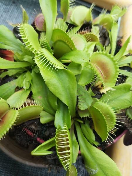 🪴 Plantes d'intérieur