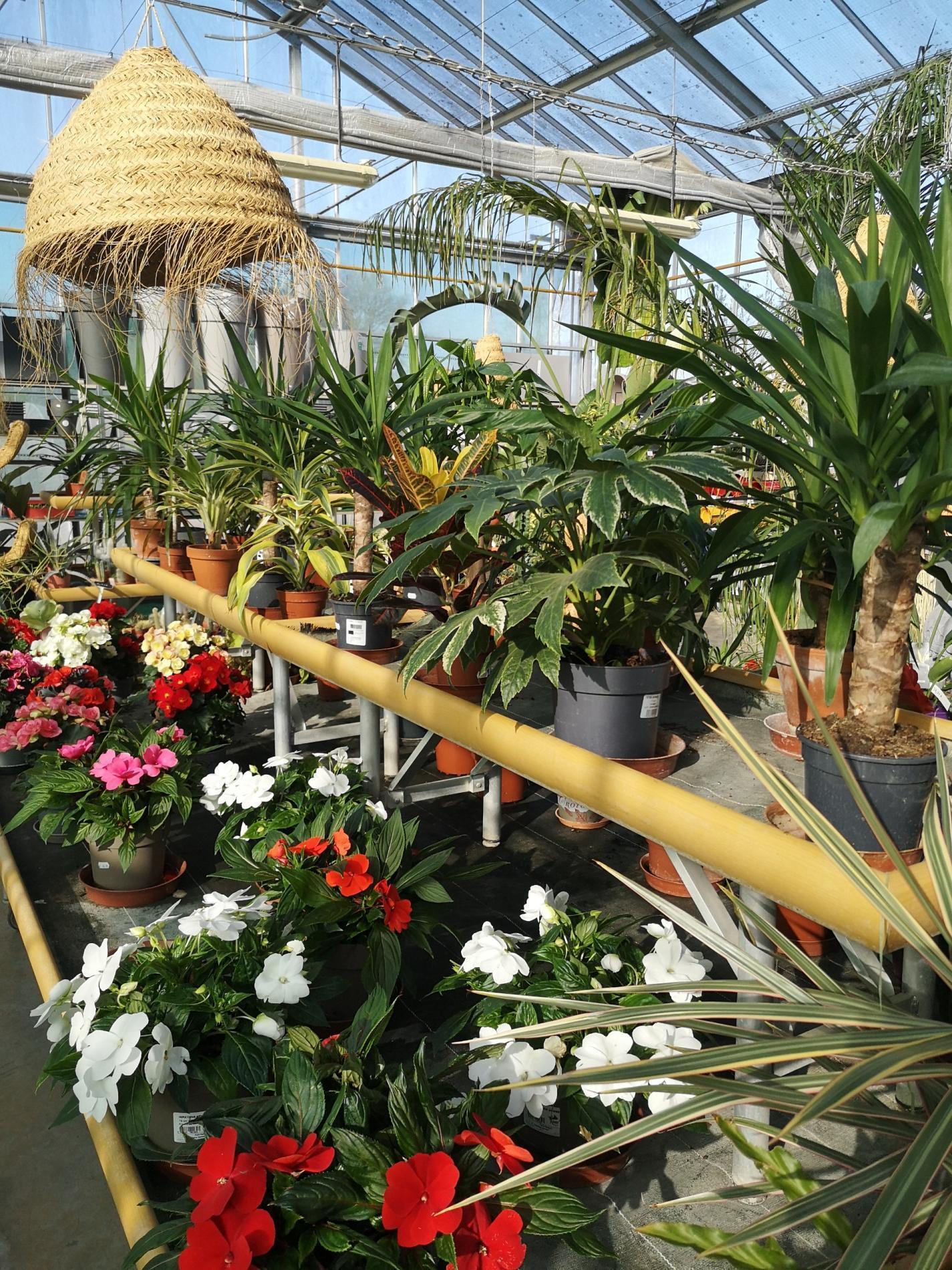 🪴 Plantes d'intérieur