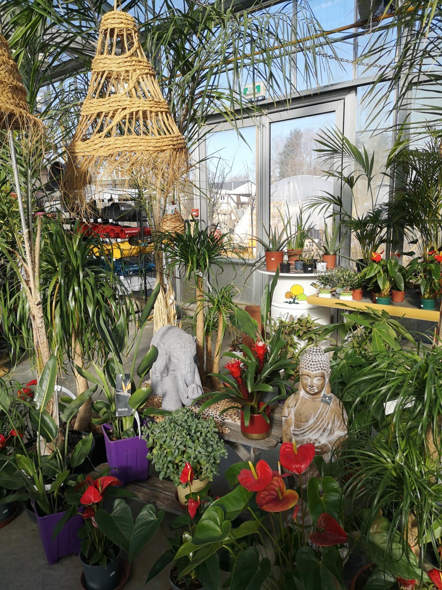 🪴 Plantes d'intérieur