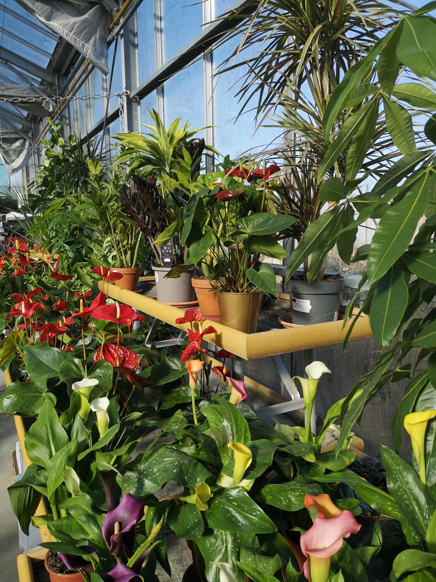 🪴 Plantes d'intérieur