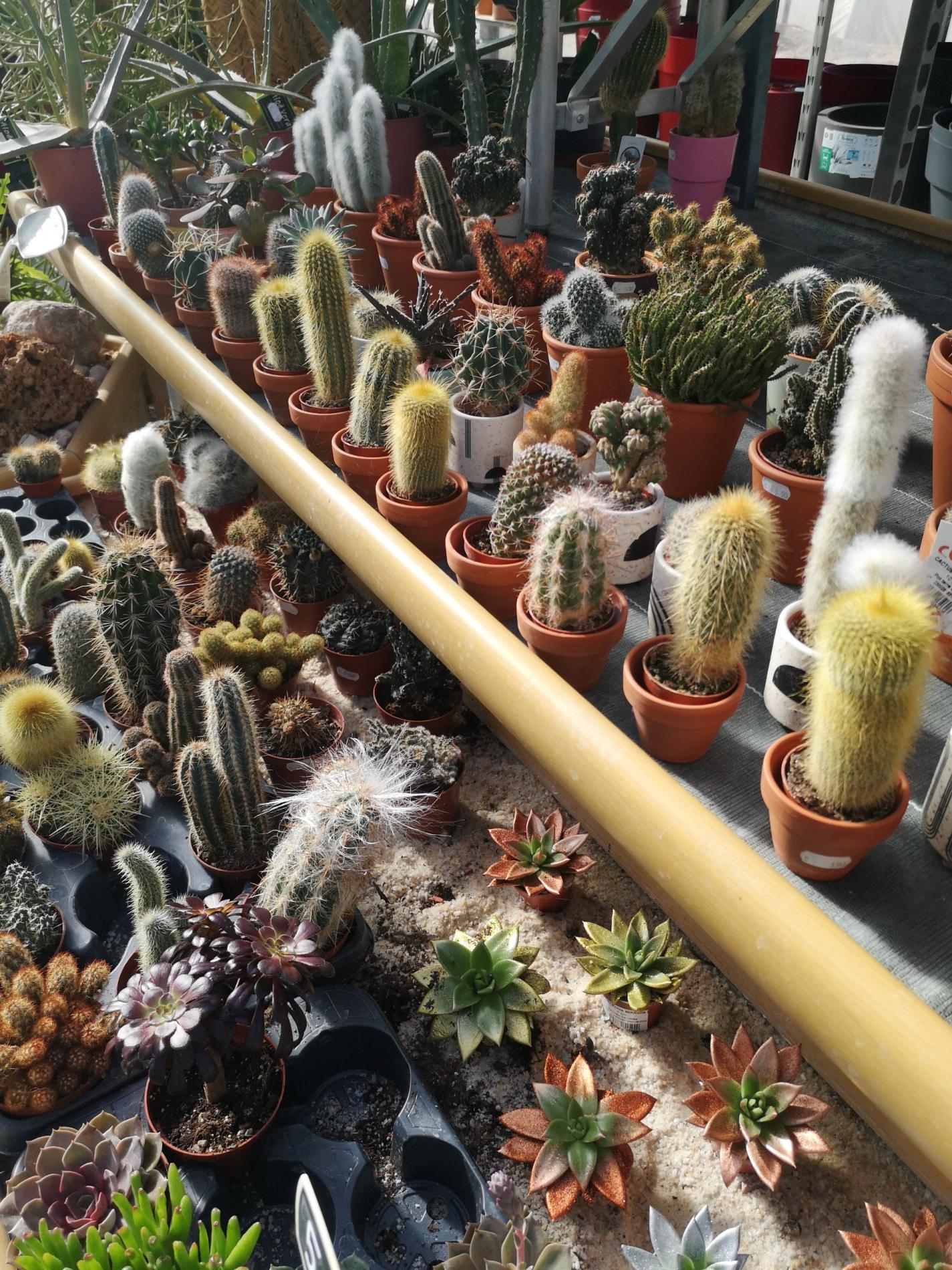 🪴 Plantes d'intérieur