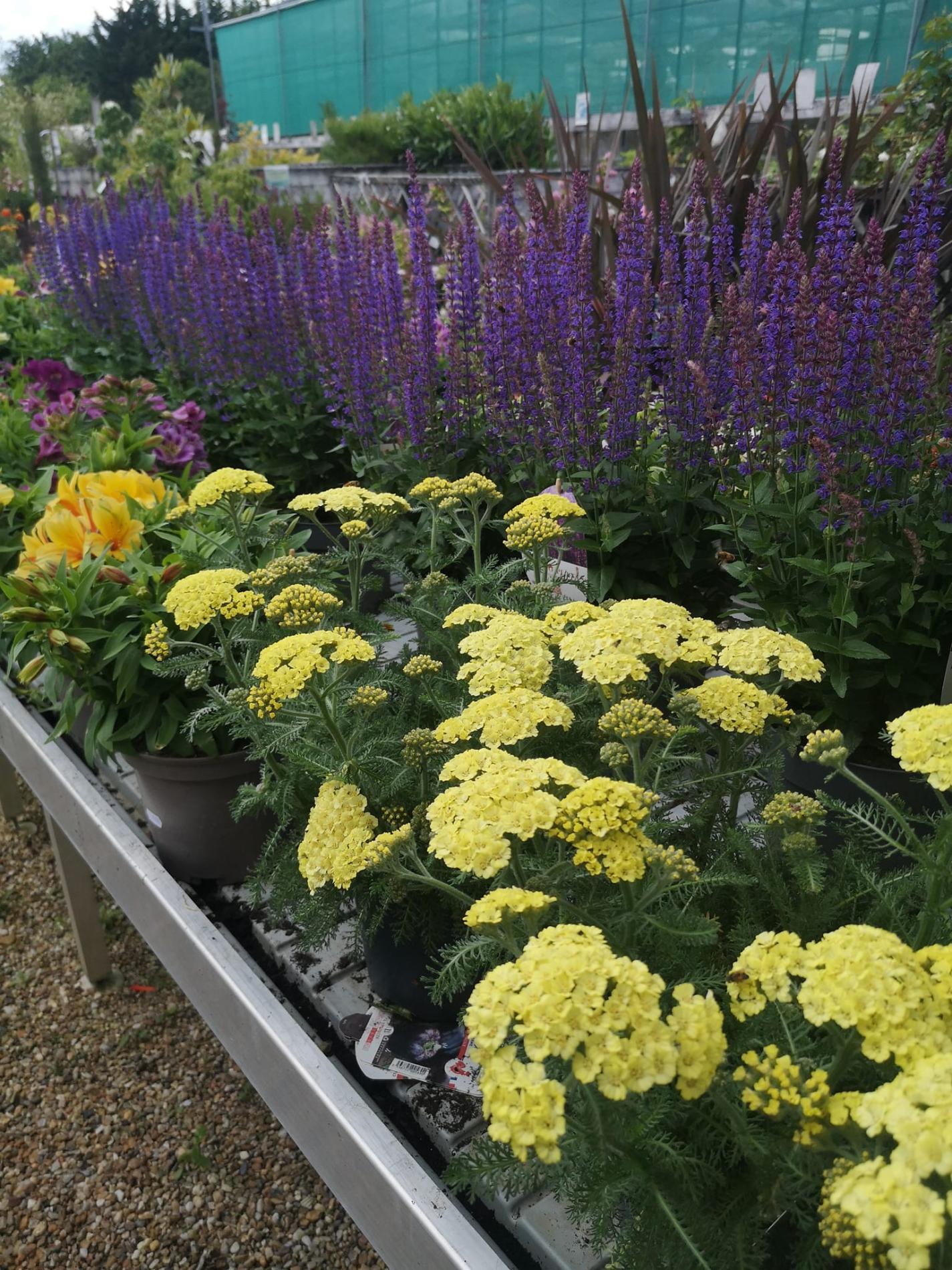 🌼Plantes à massif, plantes annuelles & vivaces