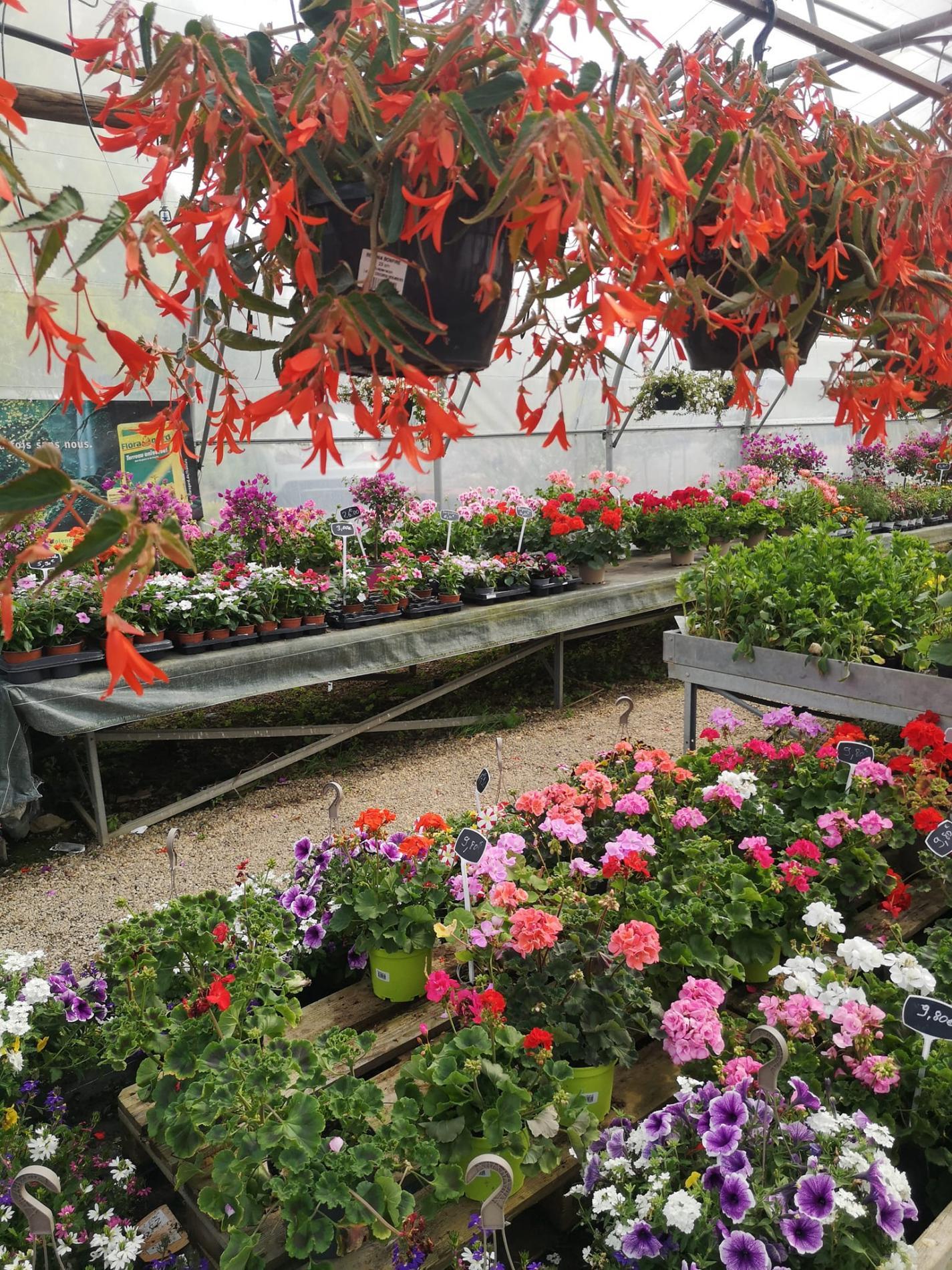 🌼Plantes à massif, plantes annuelles & vivaces