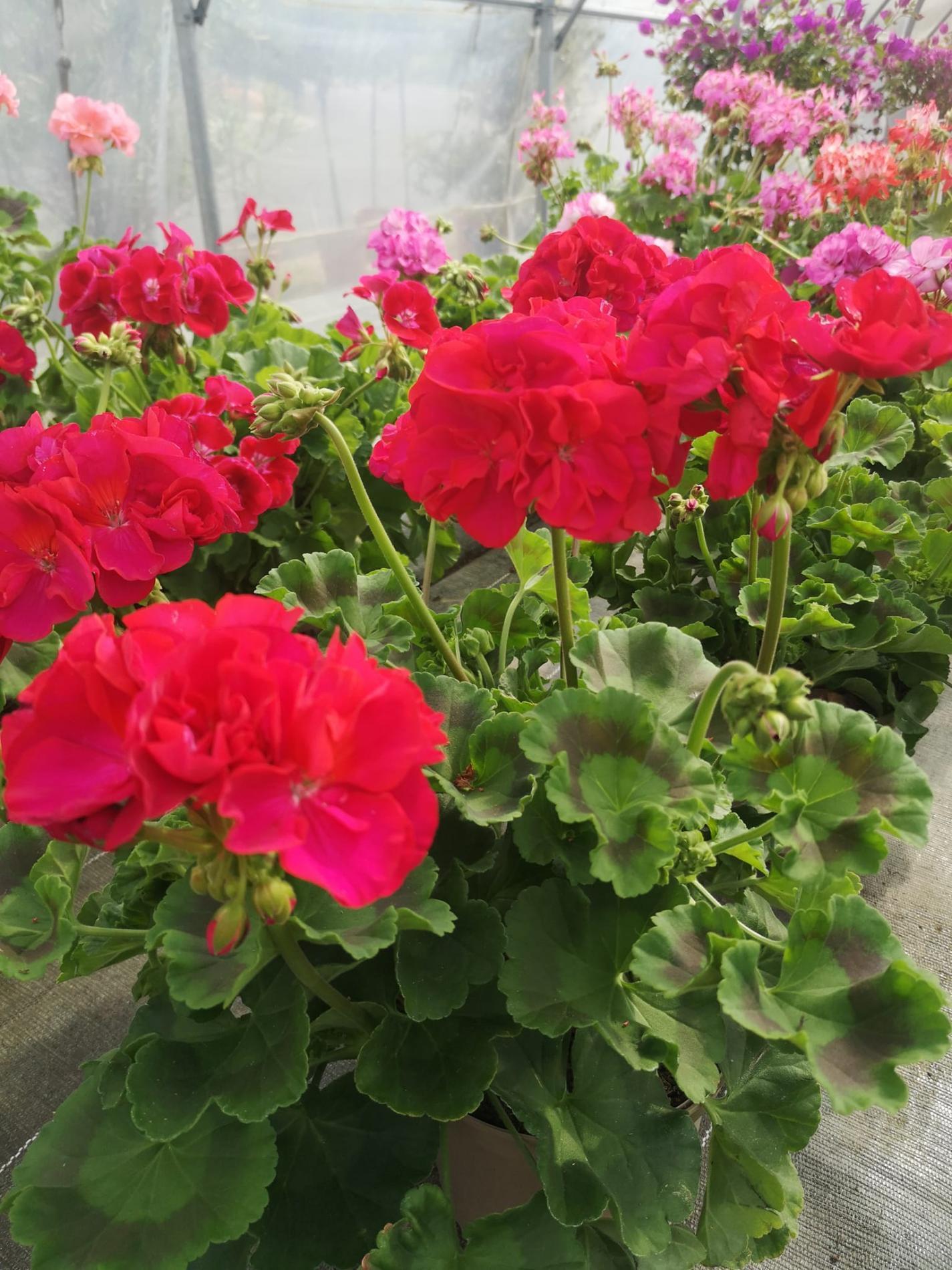 🌼Plantes à massif, plantes annuelles & vivaces