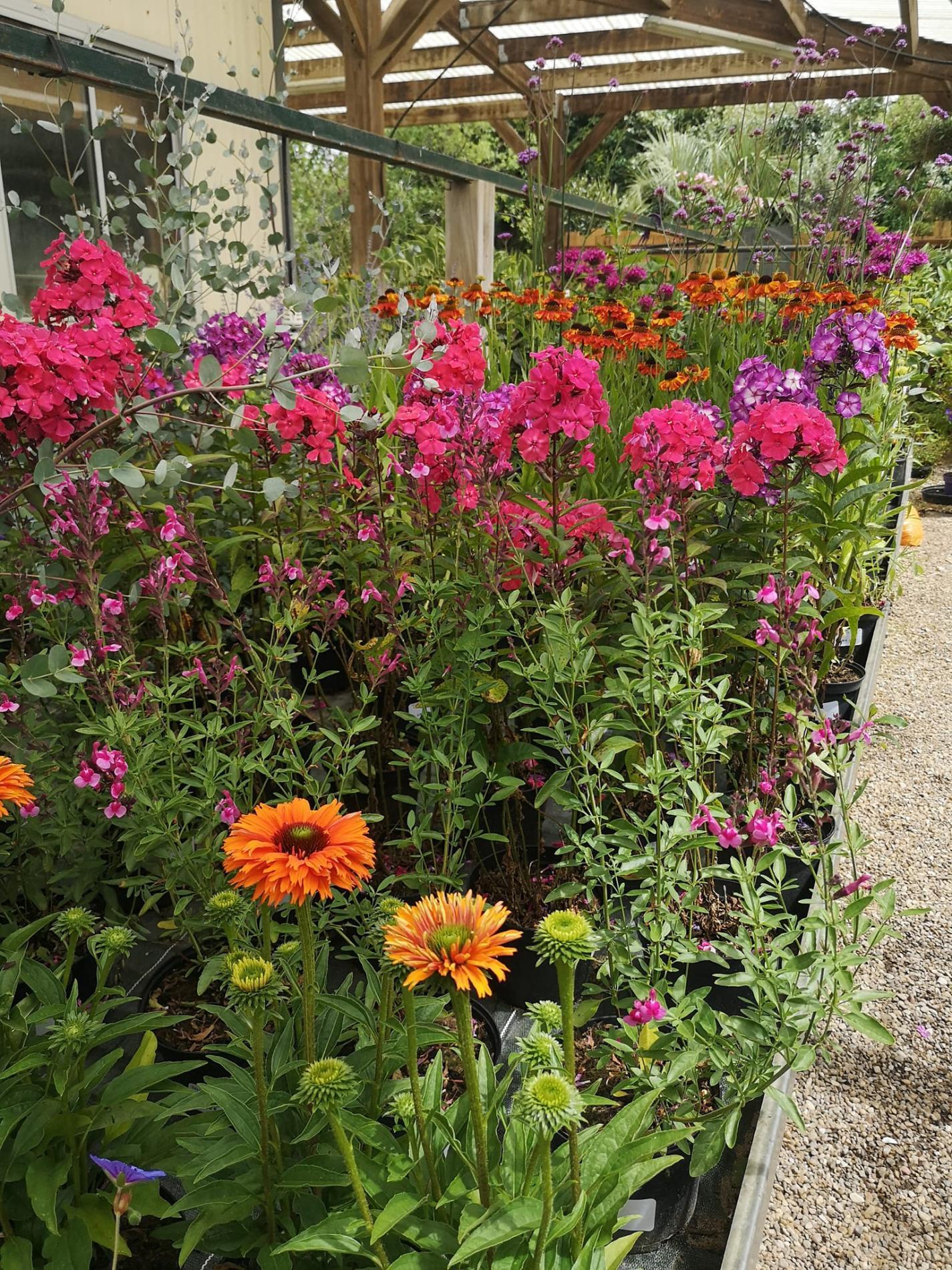 🌼Plantes à massif, plantes annuelles & vivaces