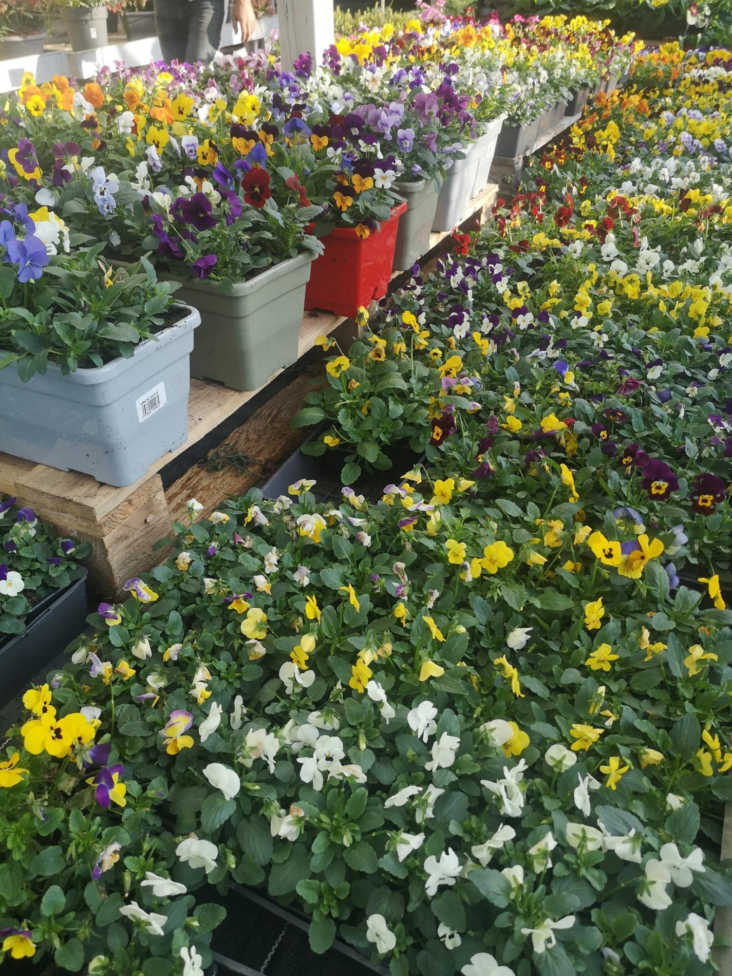 🌼Plantes à massif, plantes annuelles & vivaces