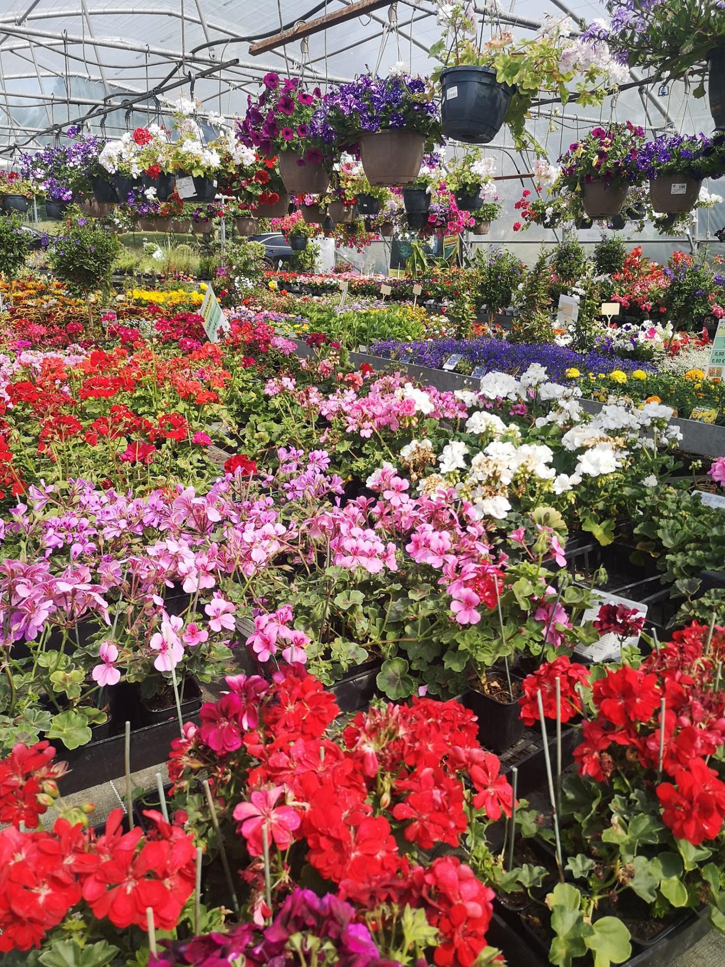🌼Plantes à massif, plantes annuelles & vivaces