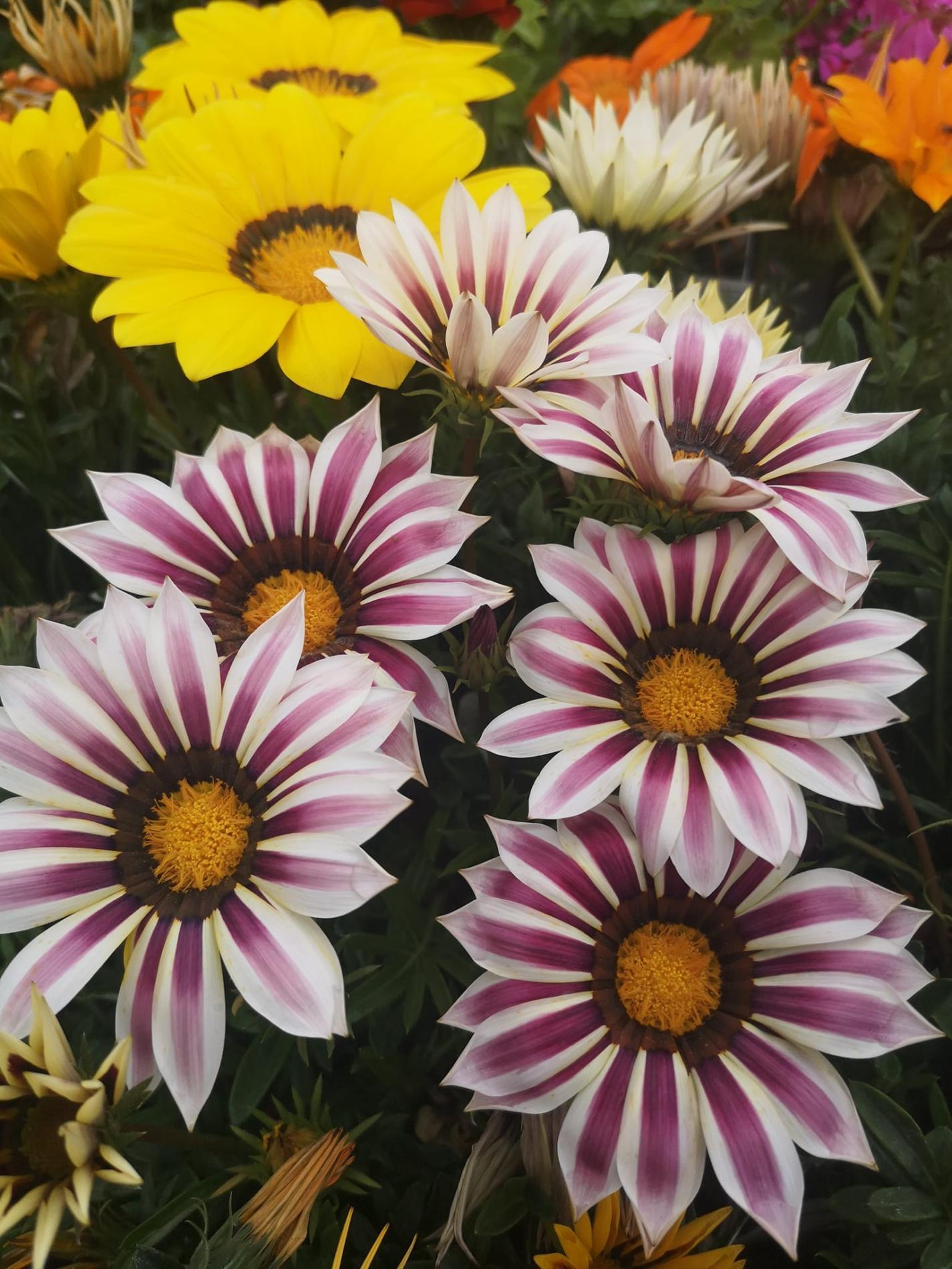 🌼Plantes à massif, plantes annuelles & vivaces