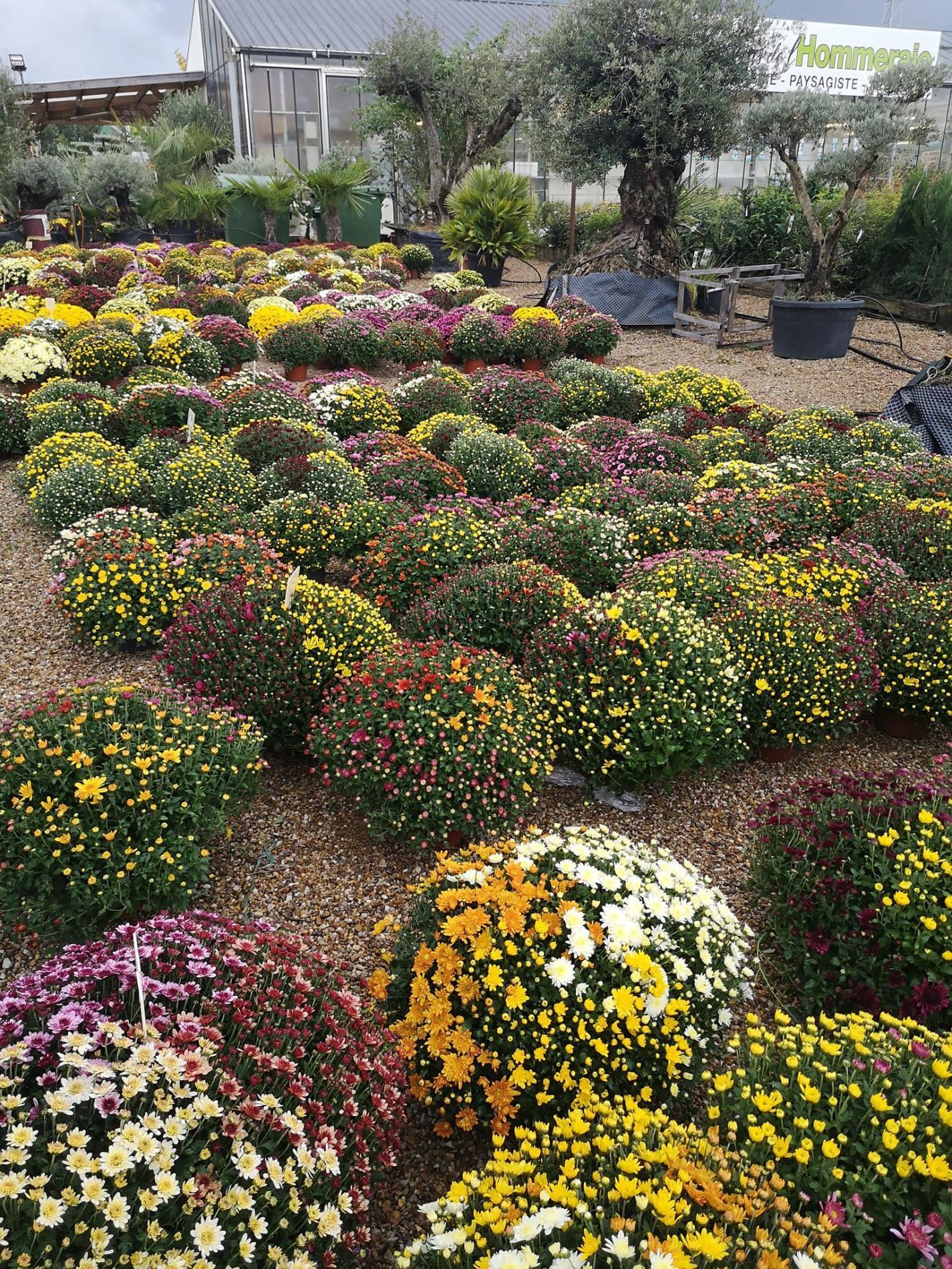 🌼Plantes à massif, plantes annuelles & vivaces