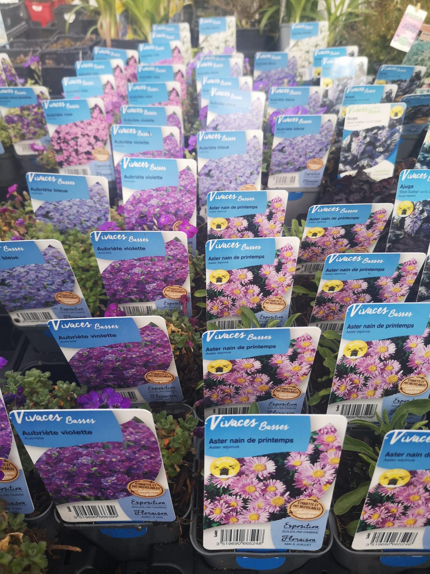 🌼Plantes à massif, plantes annuelles & vivaces