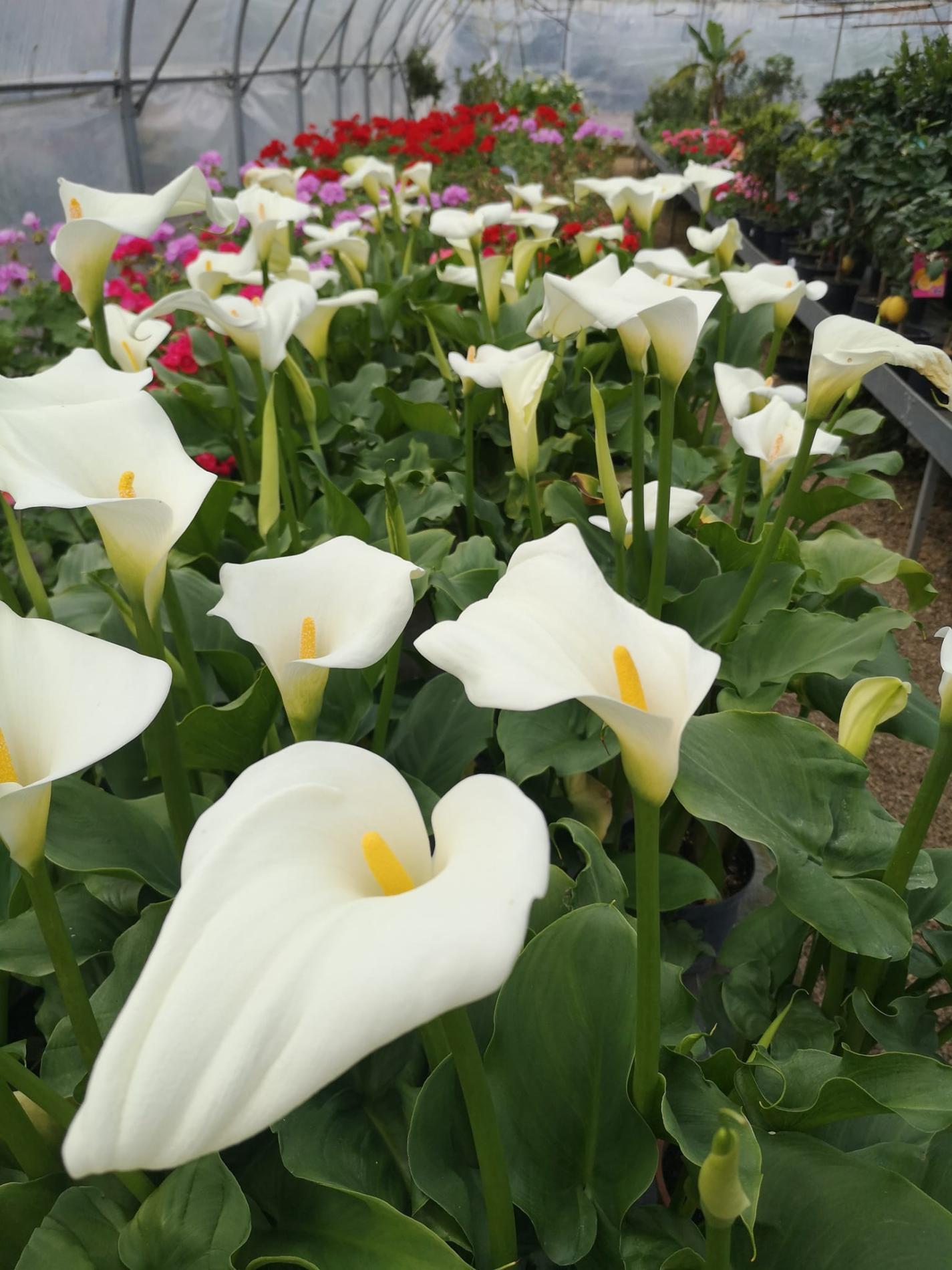🌼Plantes à massif, plantes annuelles & vivaces