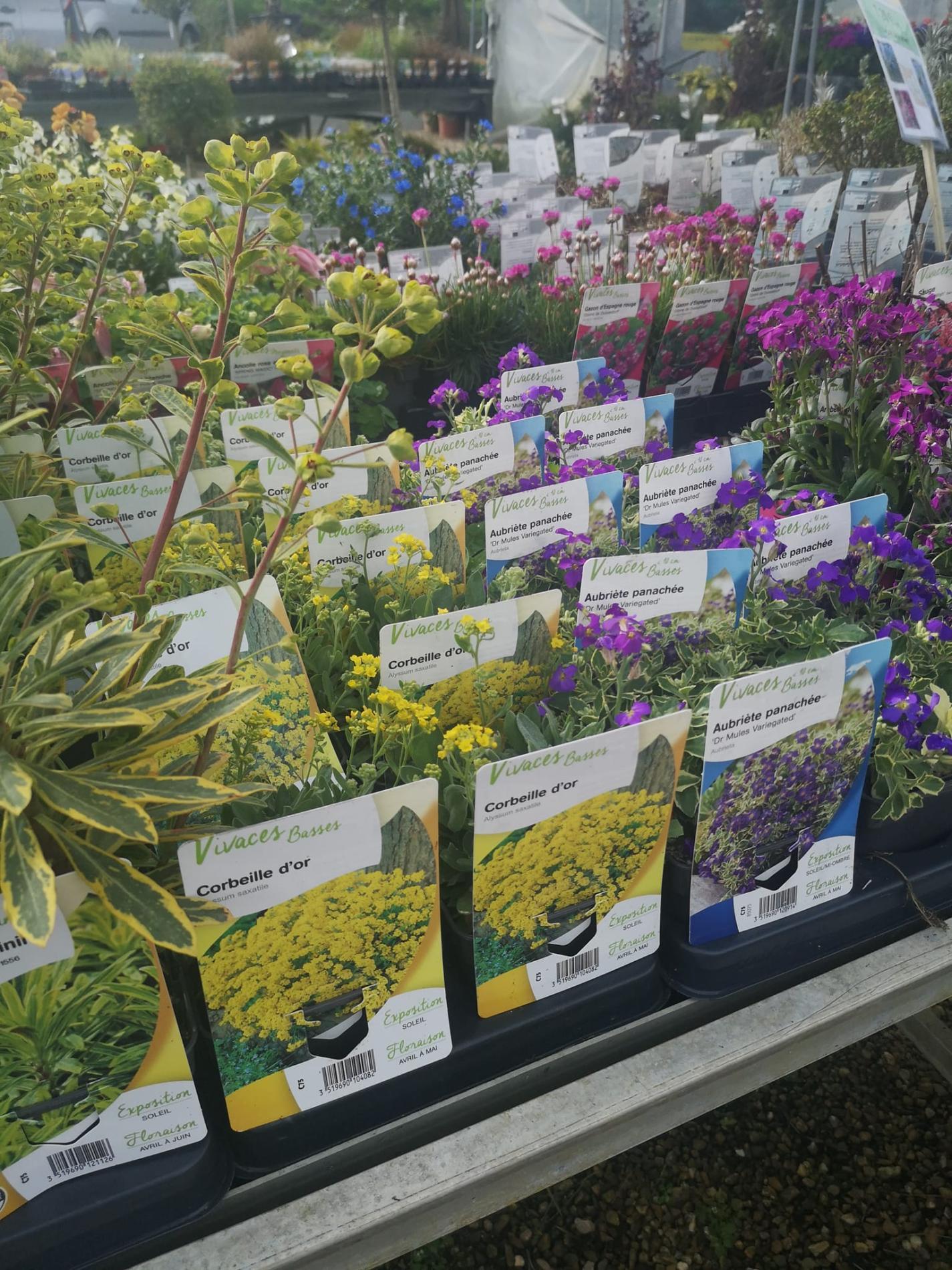 🌼Plantes à massif, plantes annuelles & vivaces