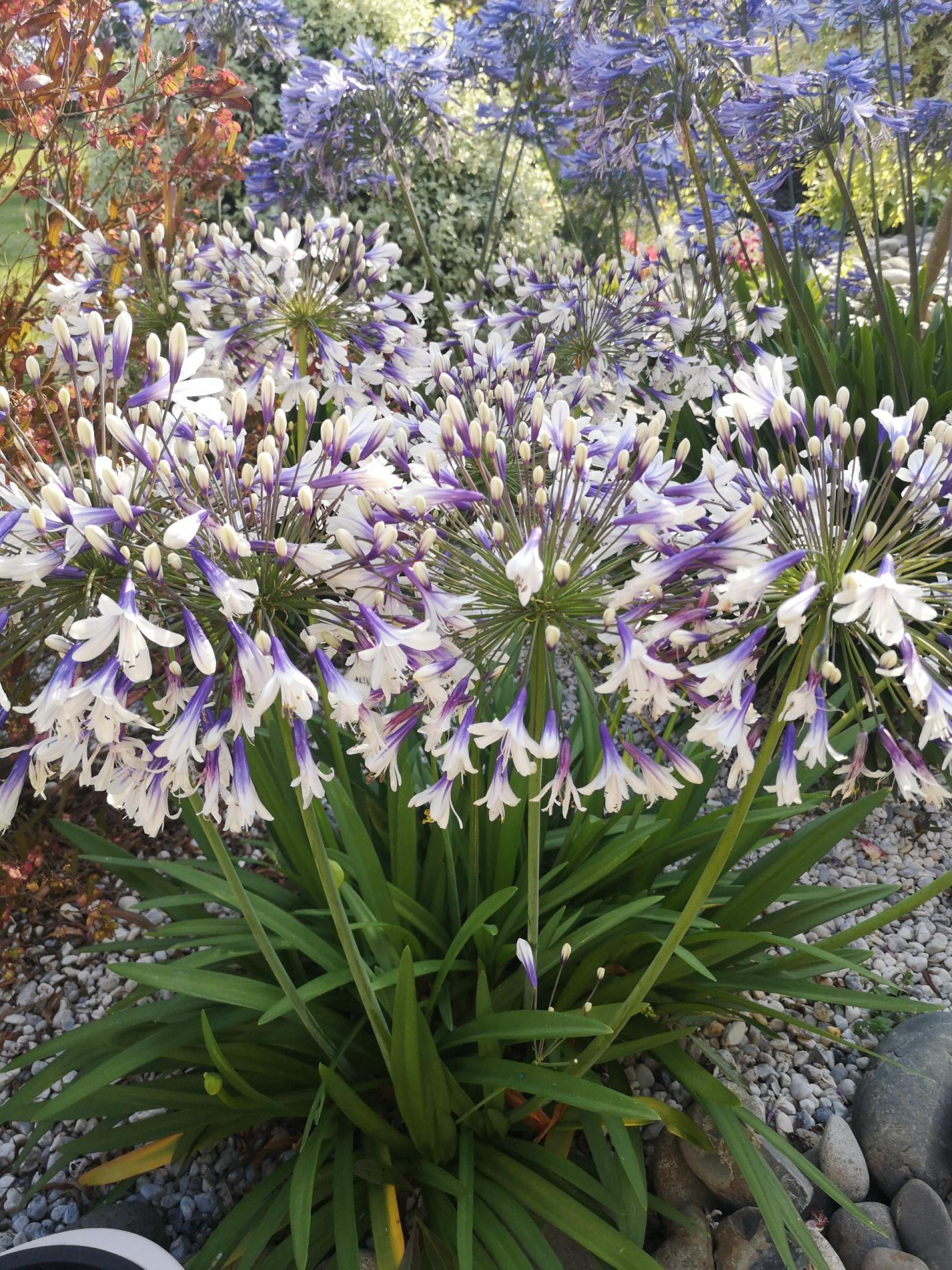 🌼Plantes à massif, plantes annuelles & vivaces