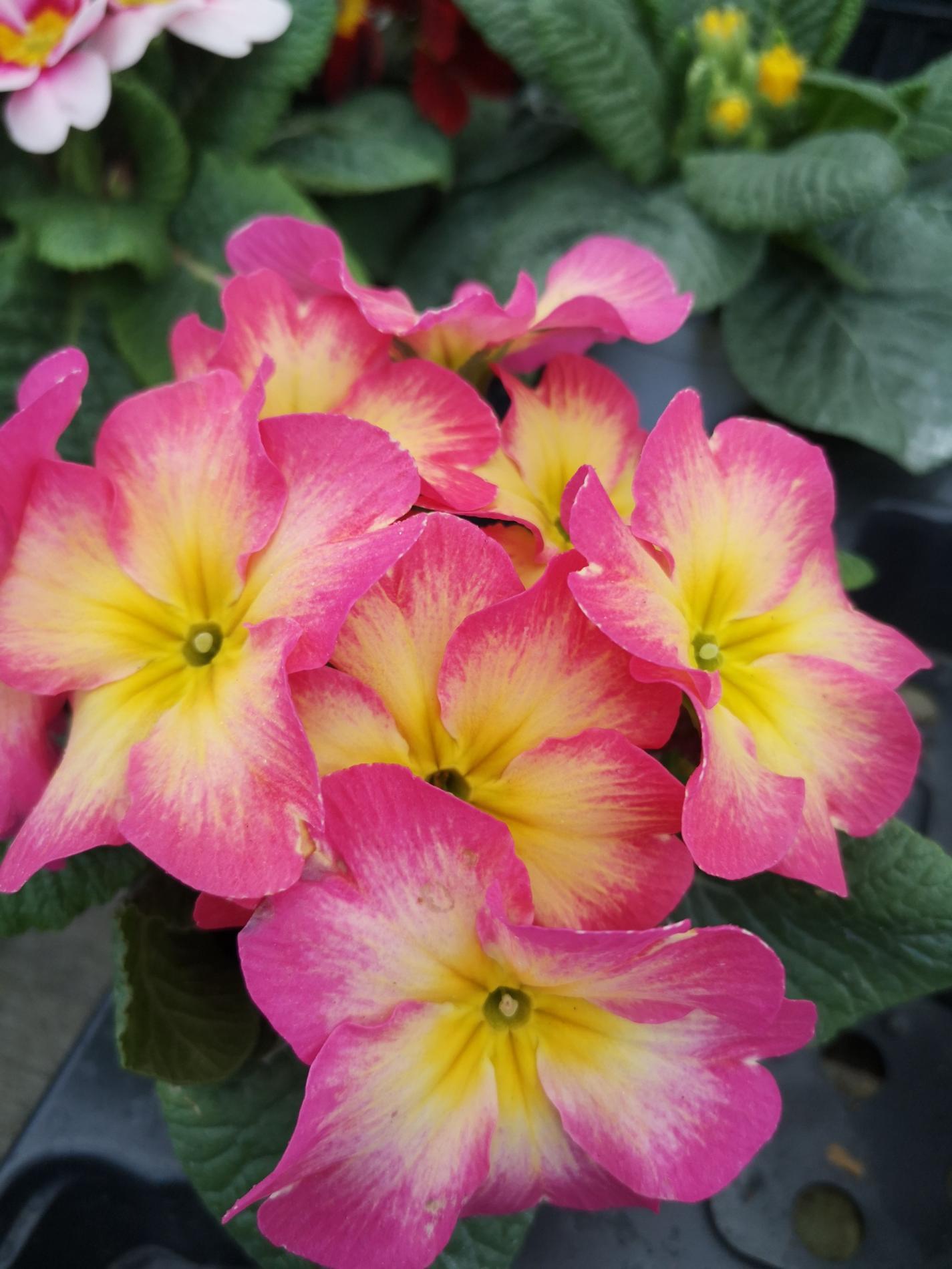 🌼Plantes à massif, plantes annuelles & vivaces