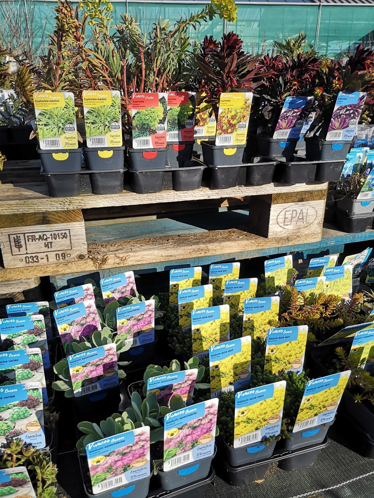 🌼Plantes à massif, plantes annuelles & vivaces