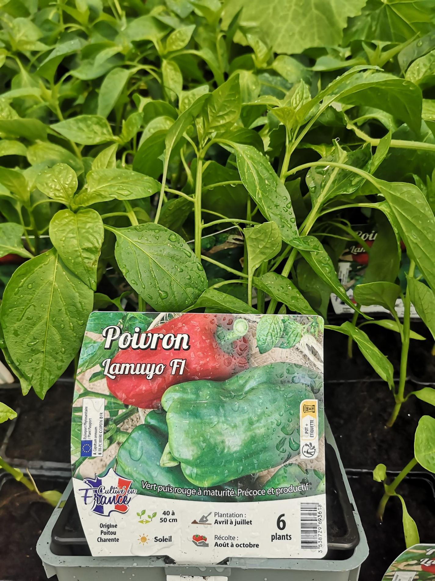 🍅 Plants potagers & plantes aromatiques