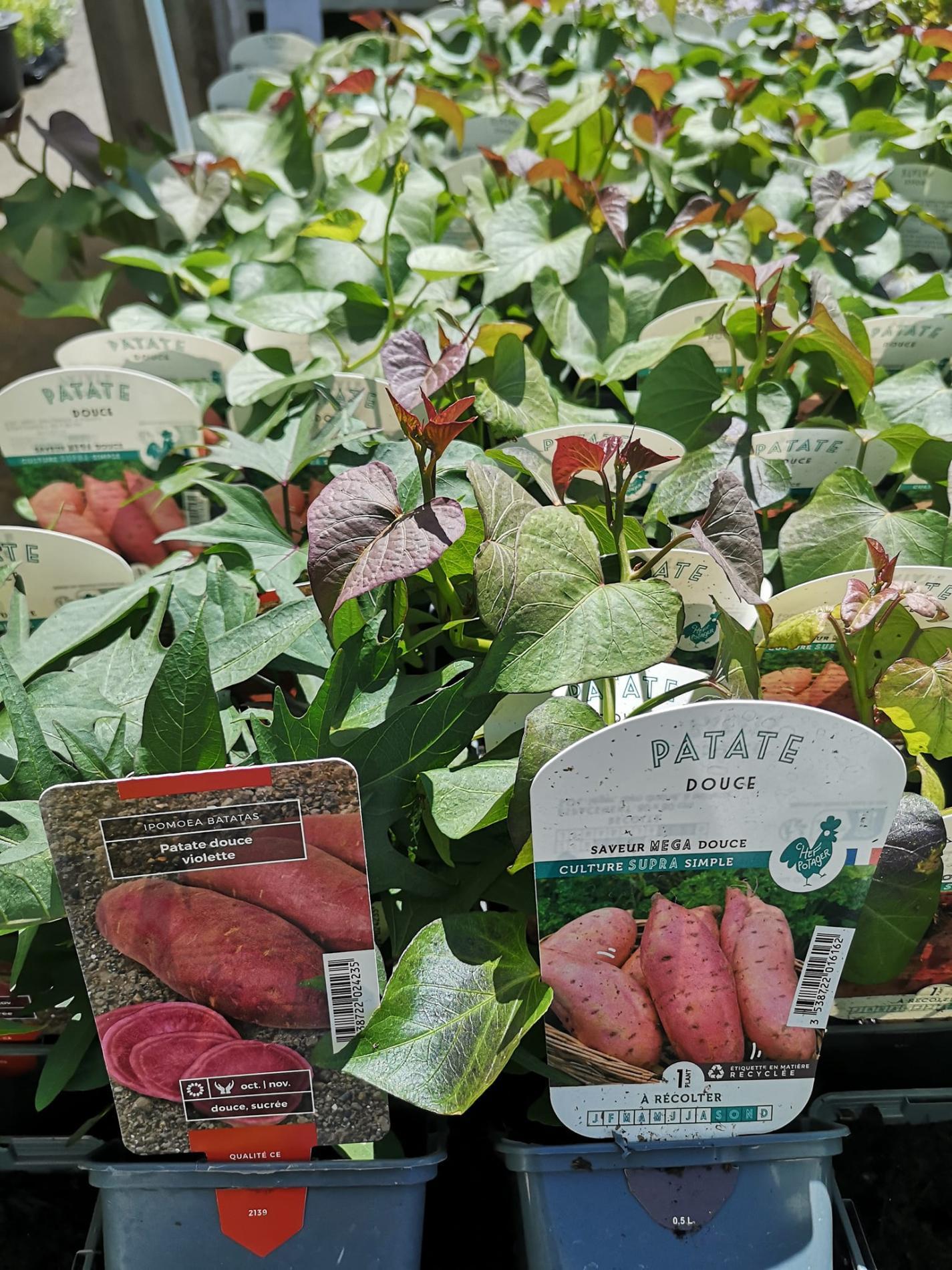 🍅 Plants potagers & plantes aromatiques