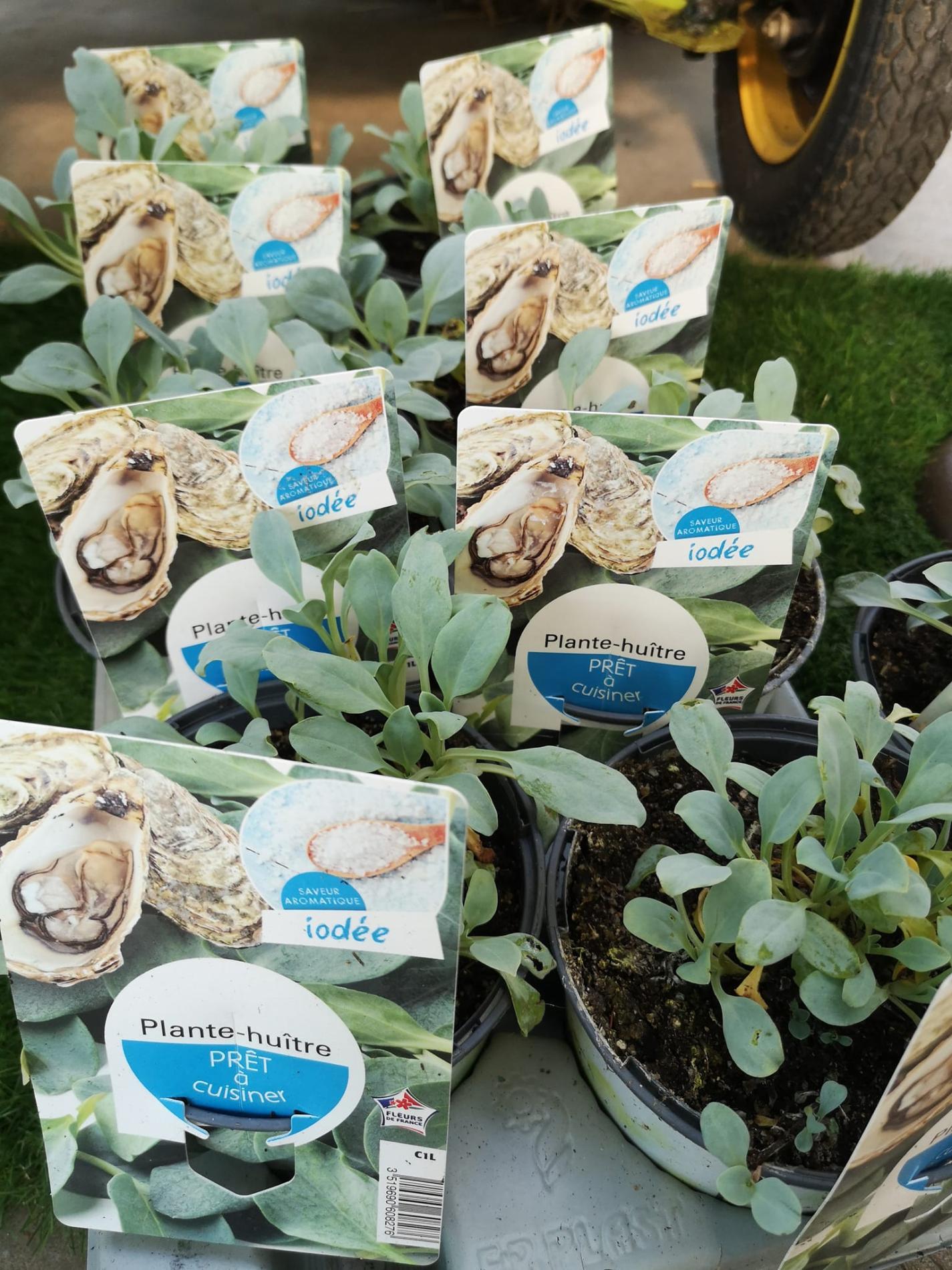 🍅 Plants potagers & plantes aromatiques