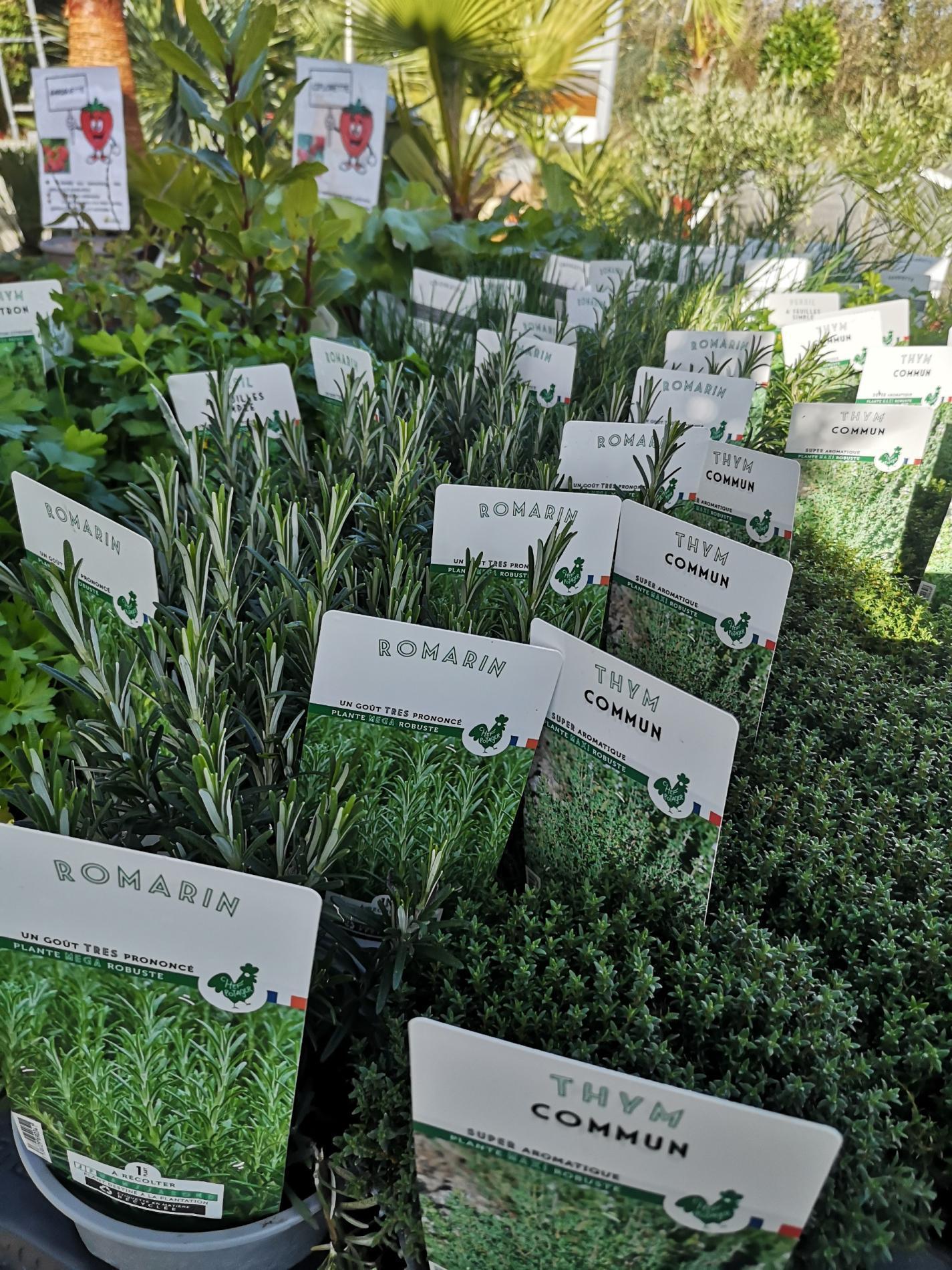 🍅 Plants potagers & plantes aromatiques