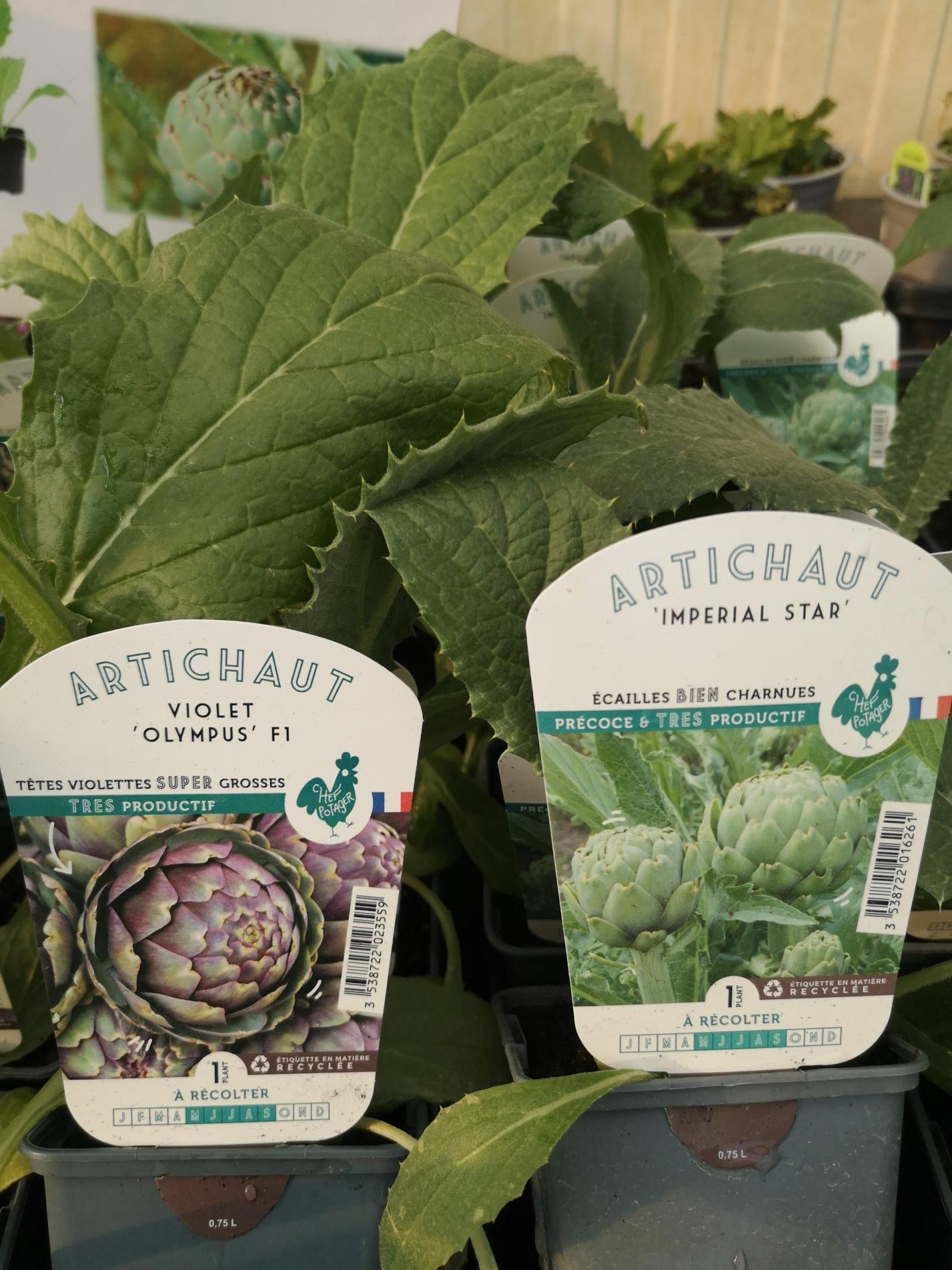 🍅 Plants potagers & plantes aromatiques