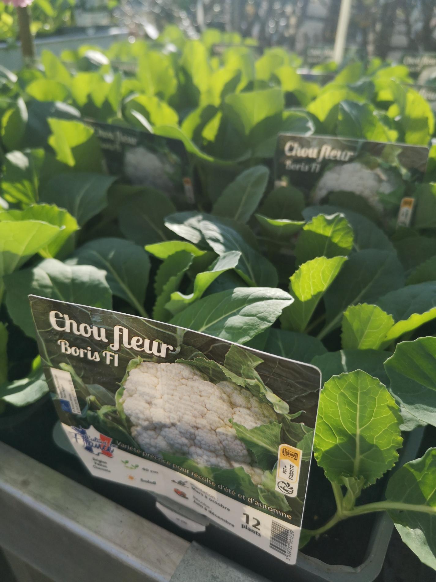 🍅 Plants potagers & plantes aromatiques