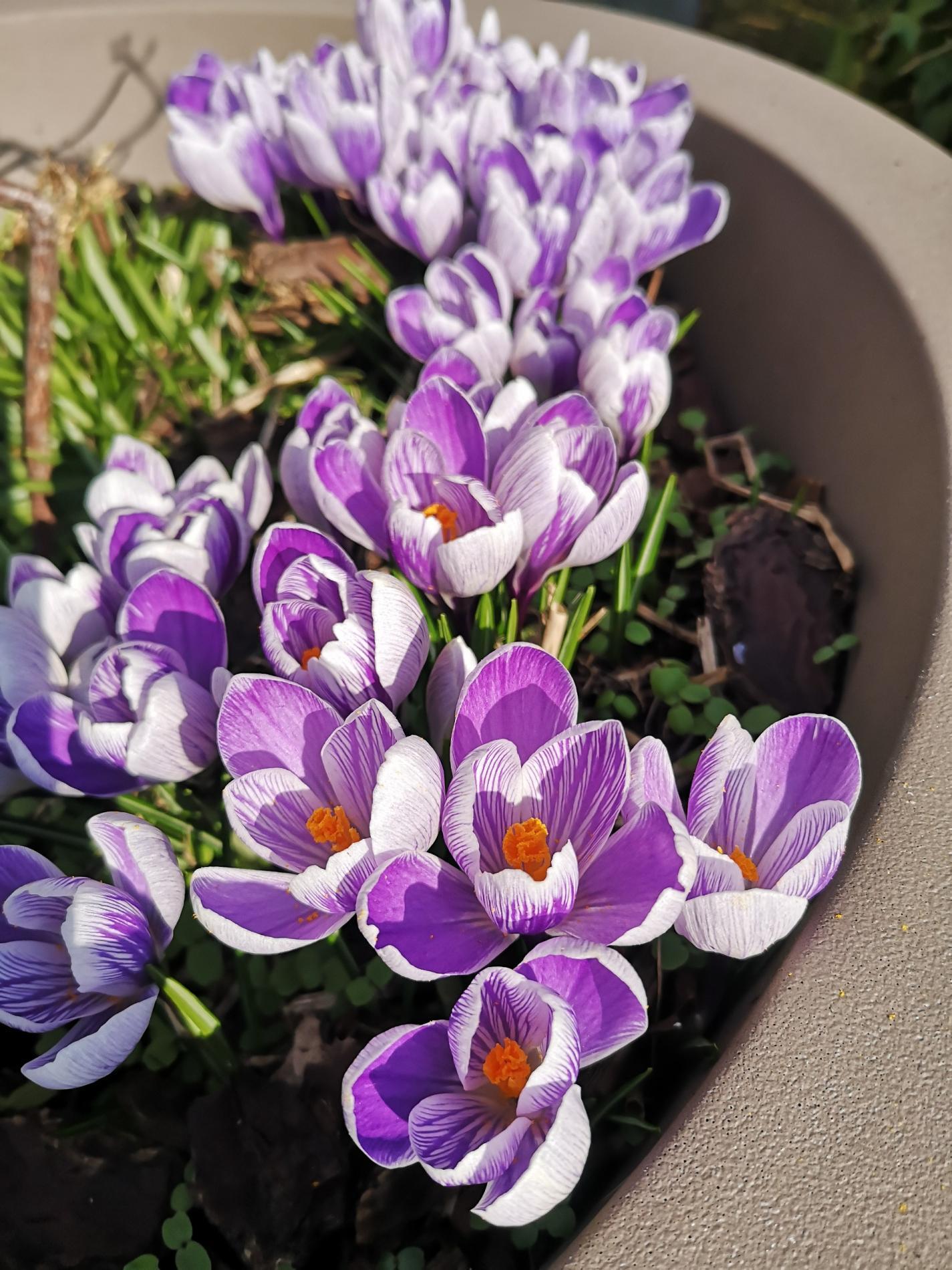 🌷 Bulbes & graines de fleurs