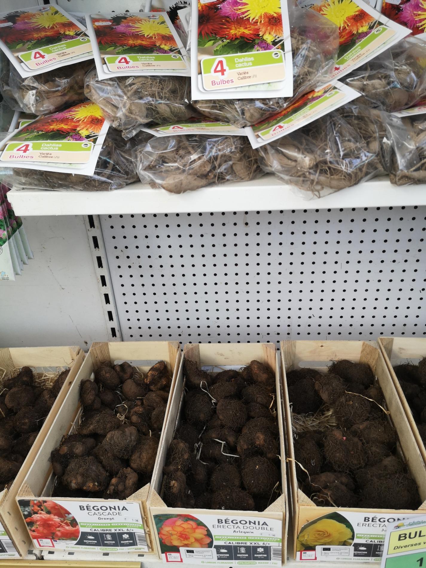 🌷 Bulbes & graines de fleurs