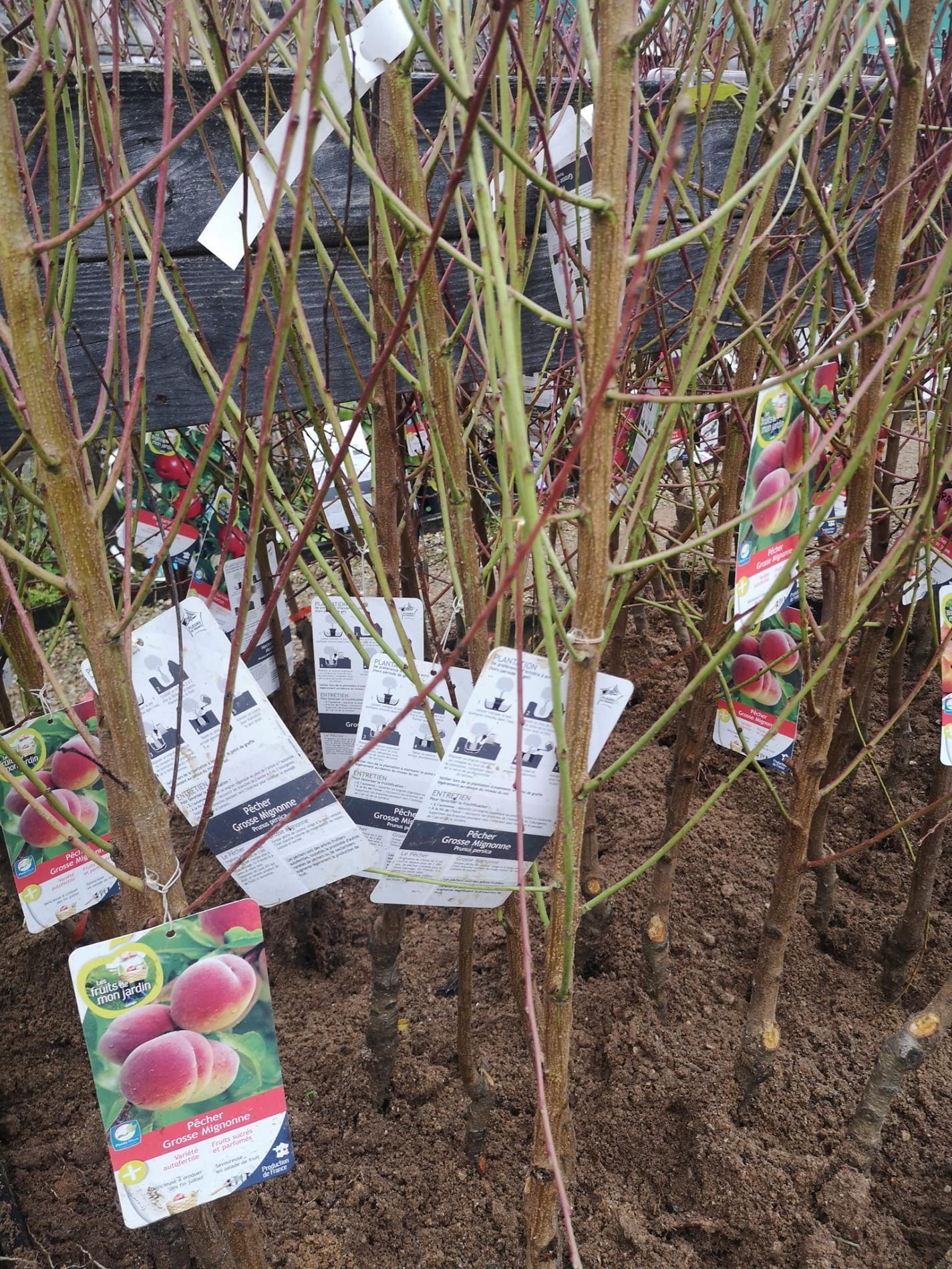 🍐 Arbres & arbustes fruitiers