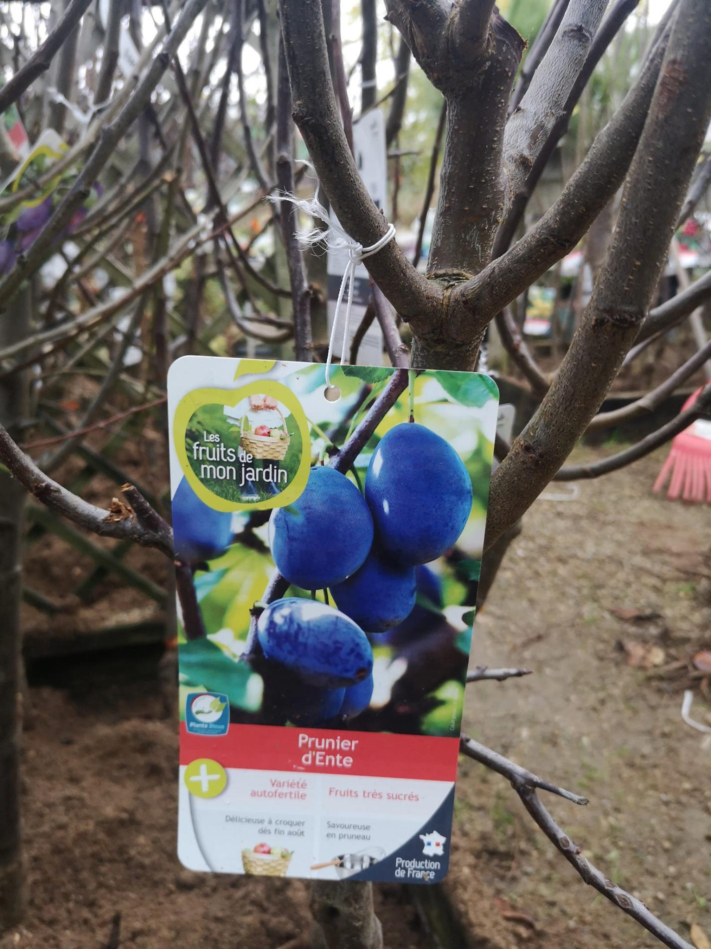 🍐 Arbres & arbustes fruitiers