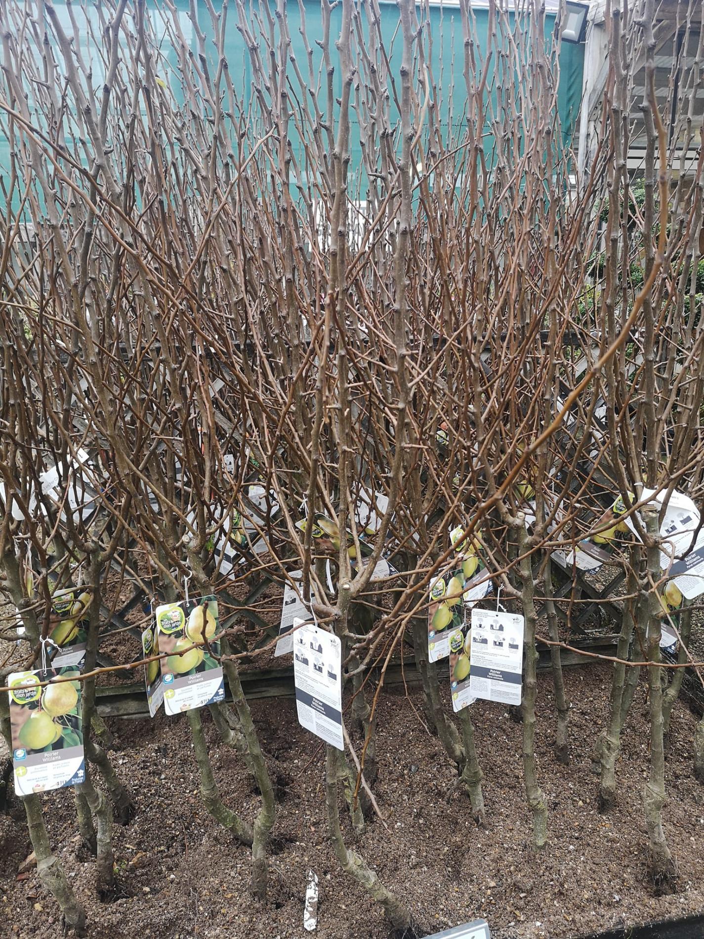 🍐 Arbres & arbustes fruitiers