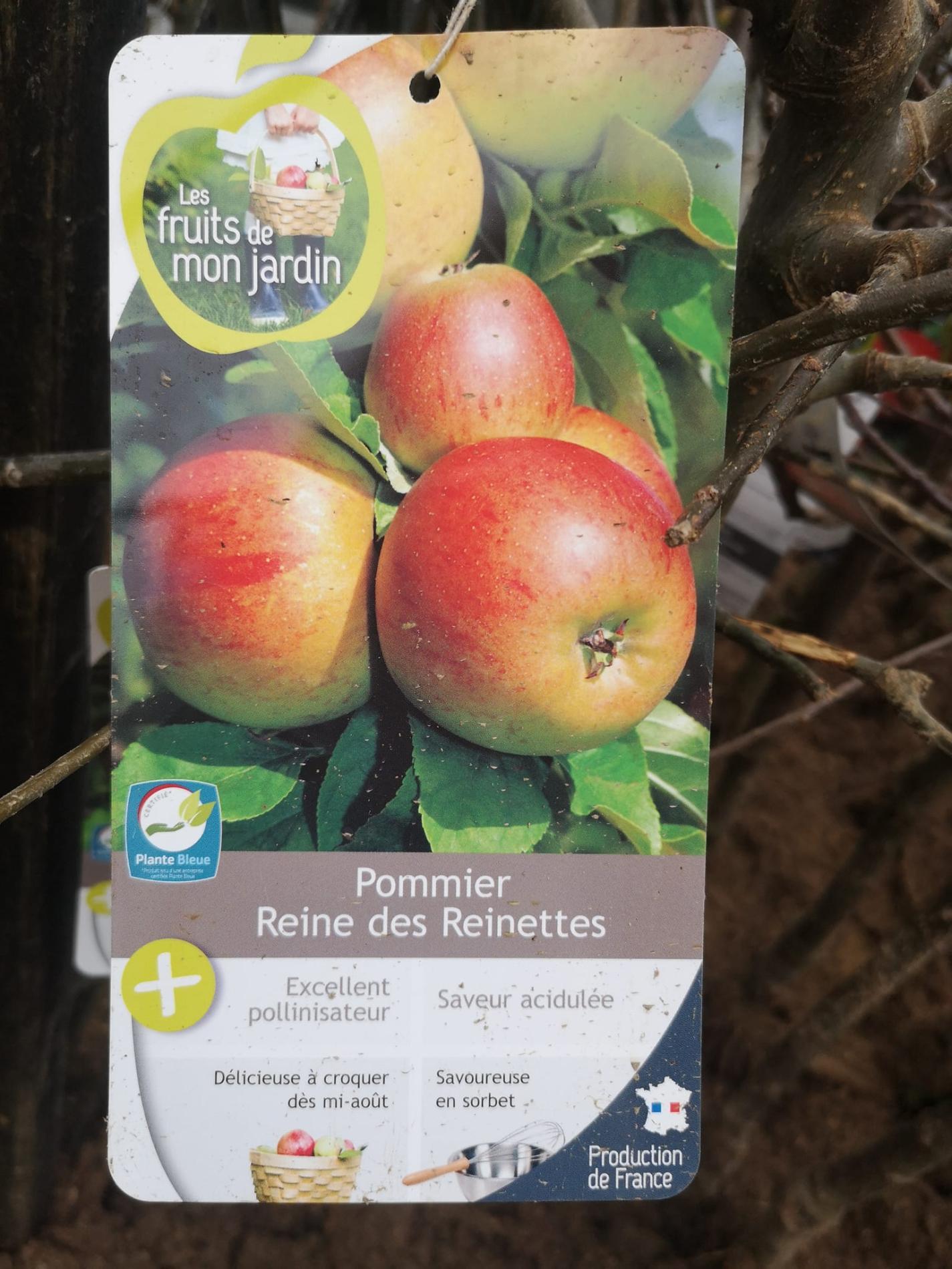 🍐 Arbres & arbustes fruitiers