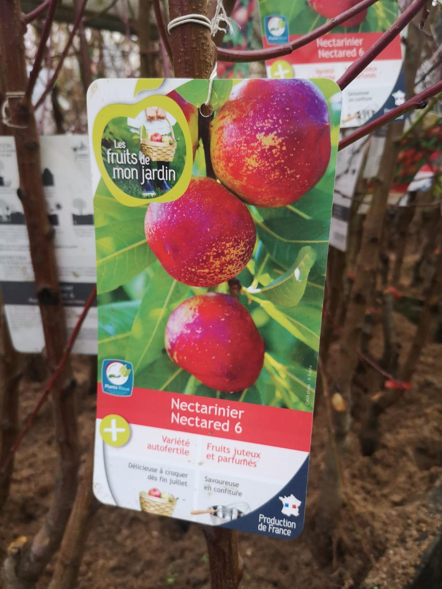 🍐 Arbres & arbustes fruitiers