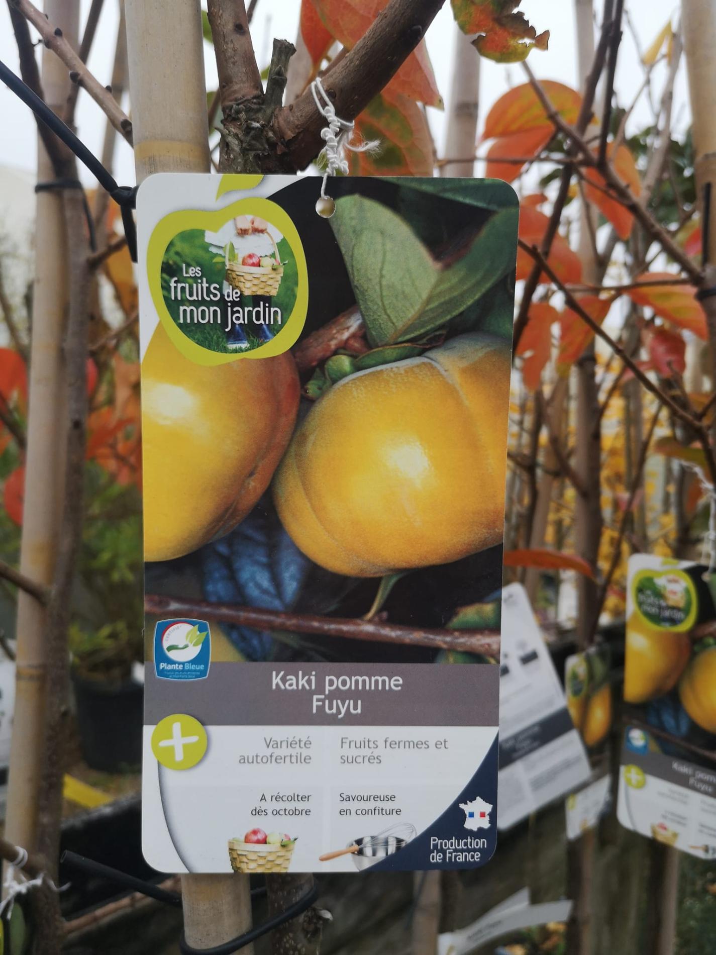 🍐 Arbres & arbustes fruitiers