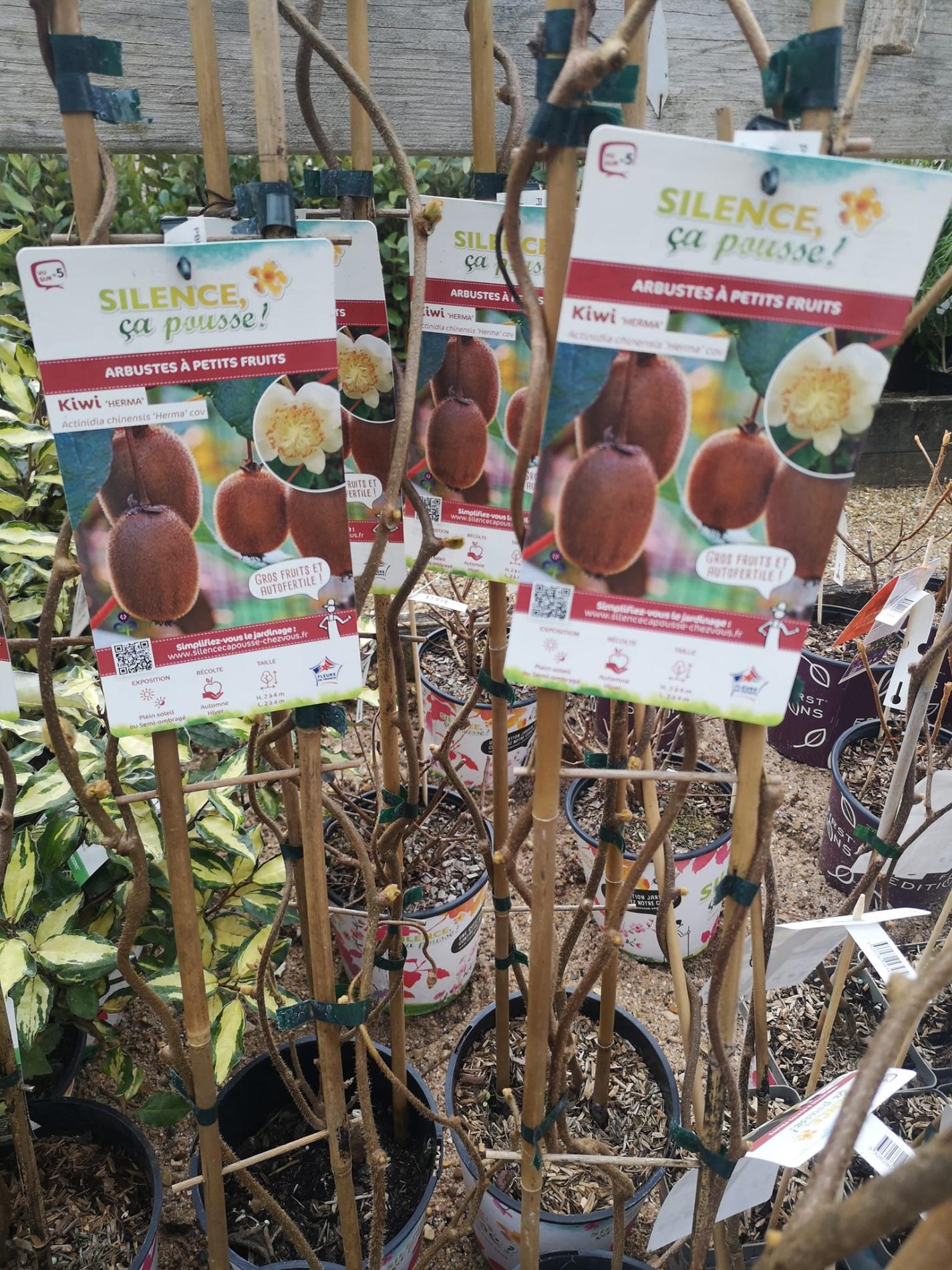 🍐 Arbres & arbustes fruitiers