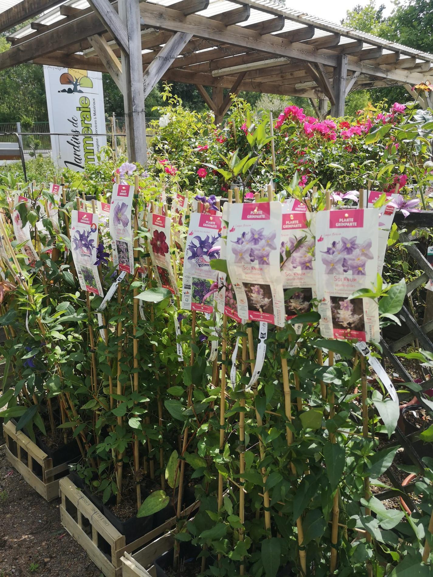 🌲  Arbres & arbustes d'ornement