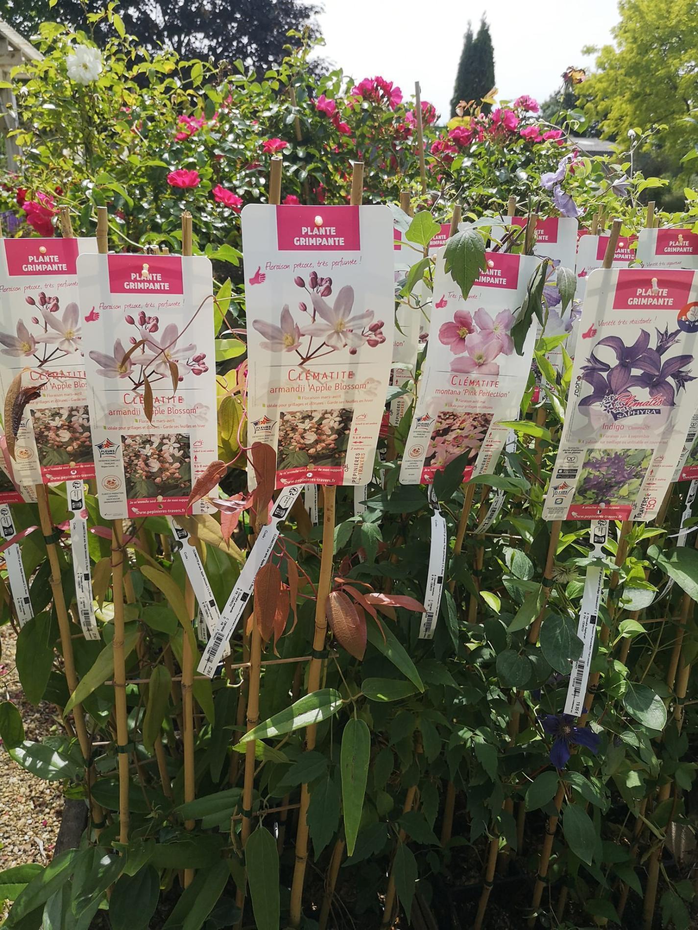 🌲  Arbres & arbustes d'ornement