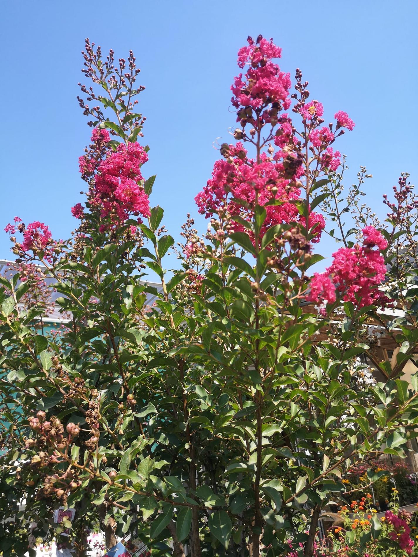 🌲  Arbres & arbustes d'ornement