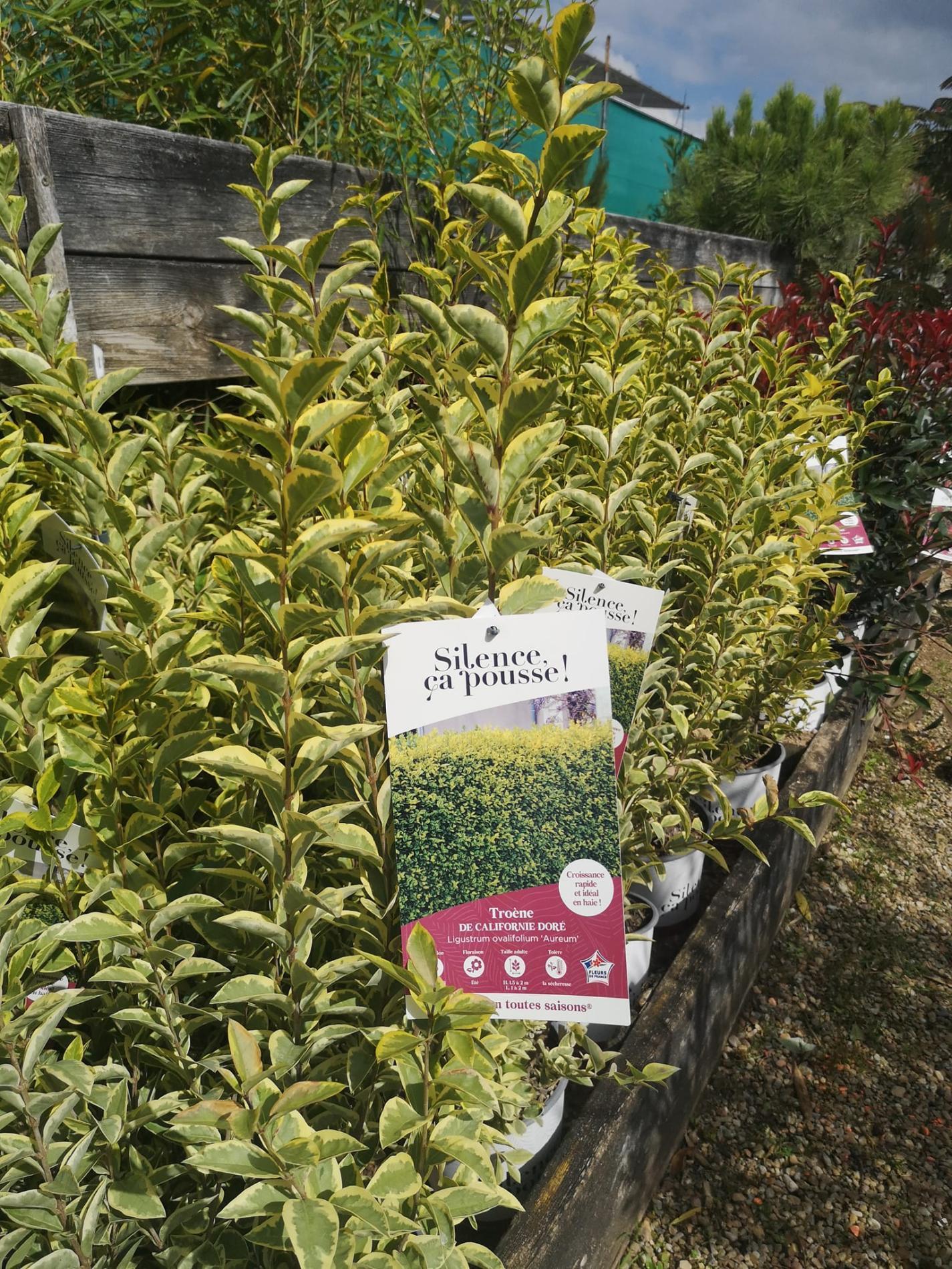 🌲  Arbres & arbustes d'ornement