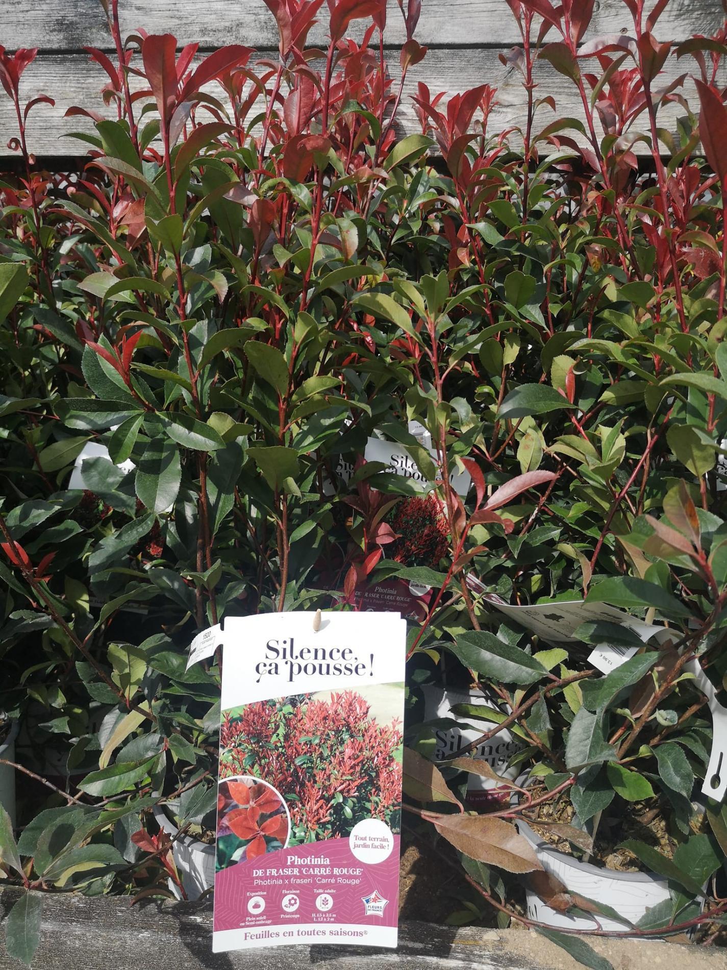 🌲  Arbres & arbustes d'ornement